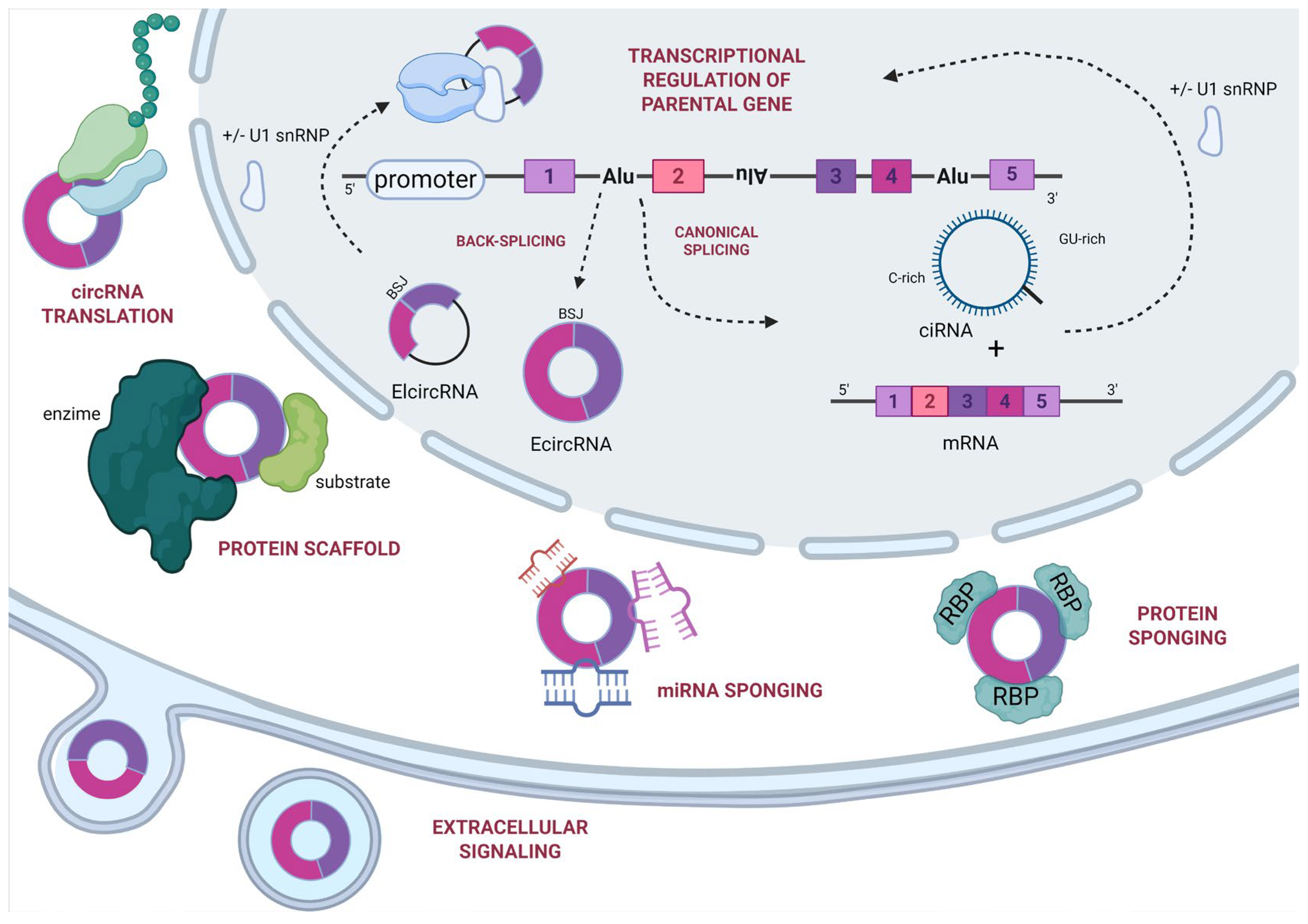 Ijms 26 09725 g002 Ijms 26 09725 g002