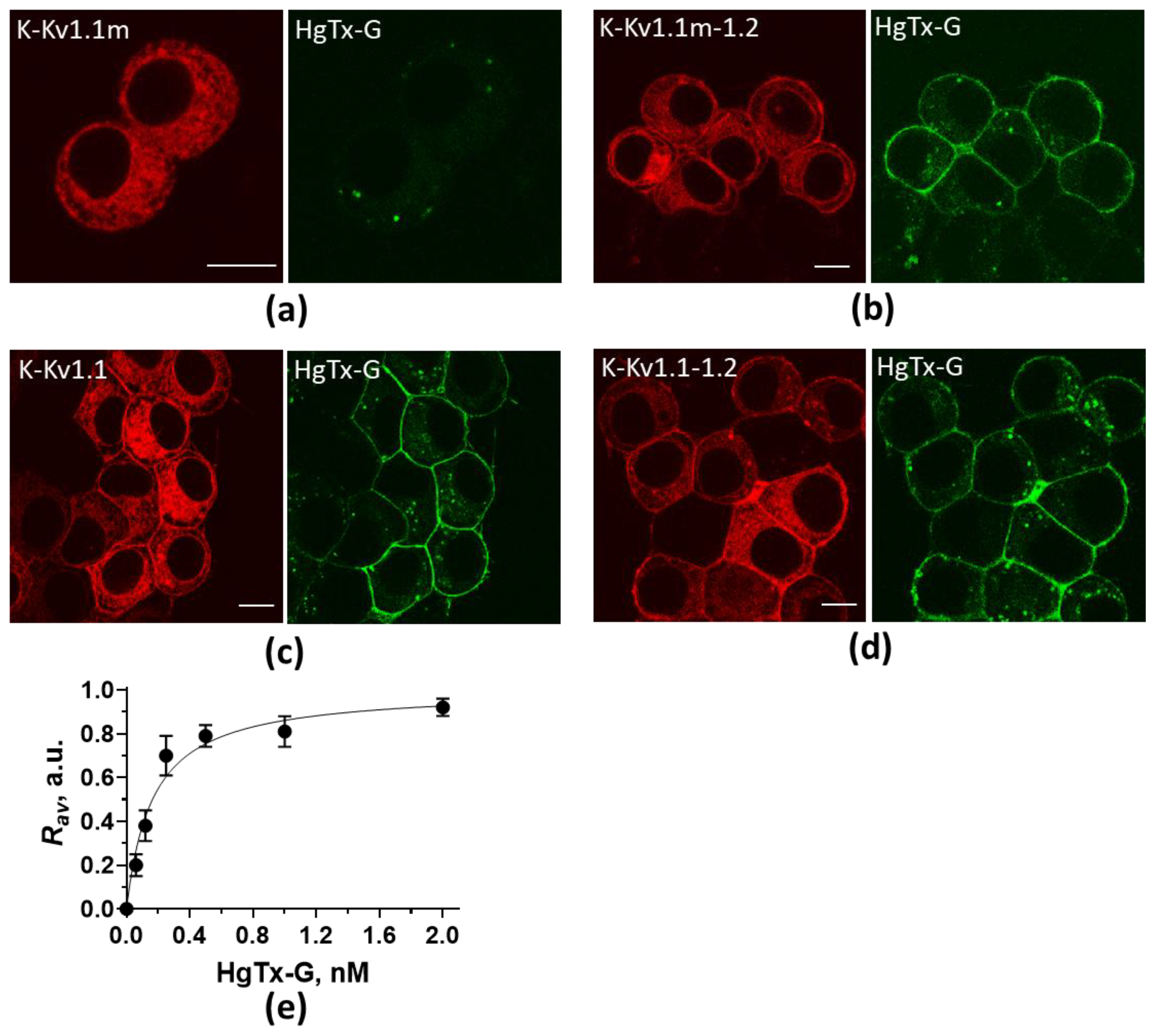Ijms 26 09730 g001 Ijms 26 09730 g001