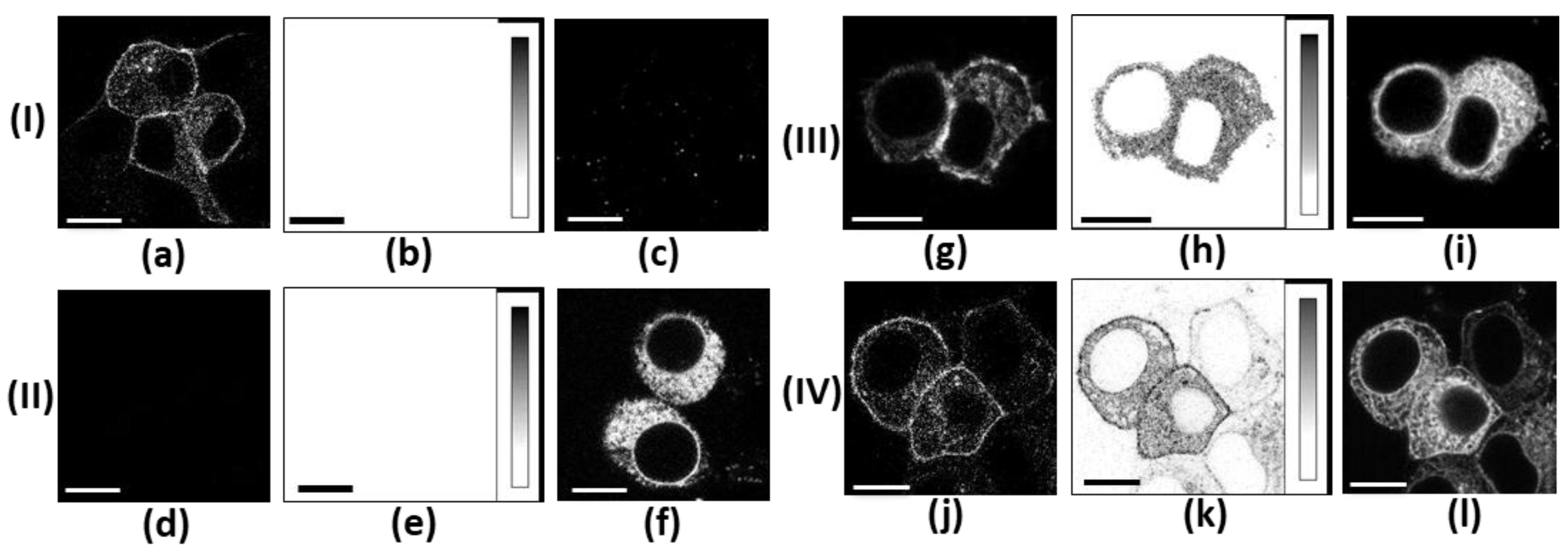 Ijms 26 09730 g002 Ijms 26 09730 g002