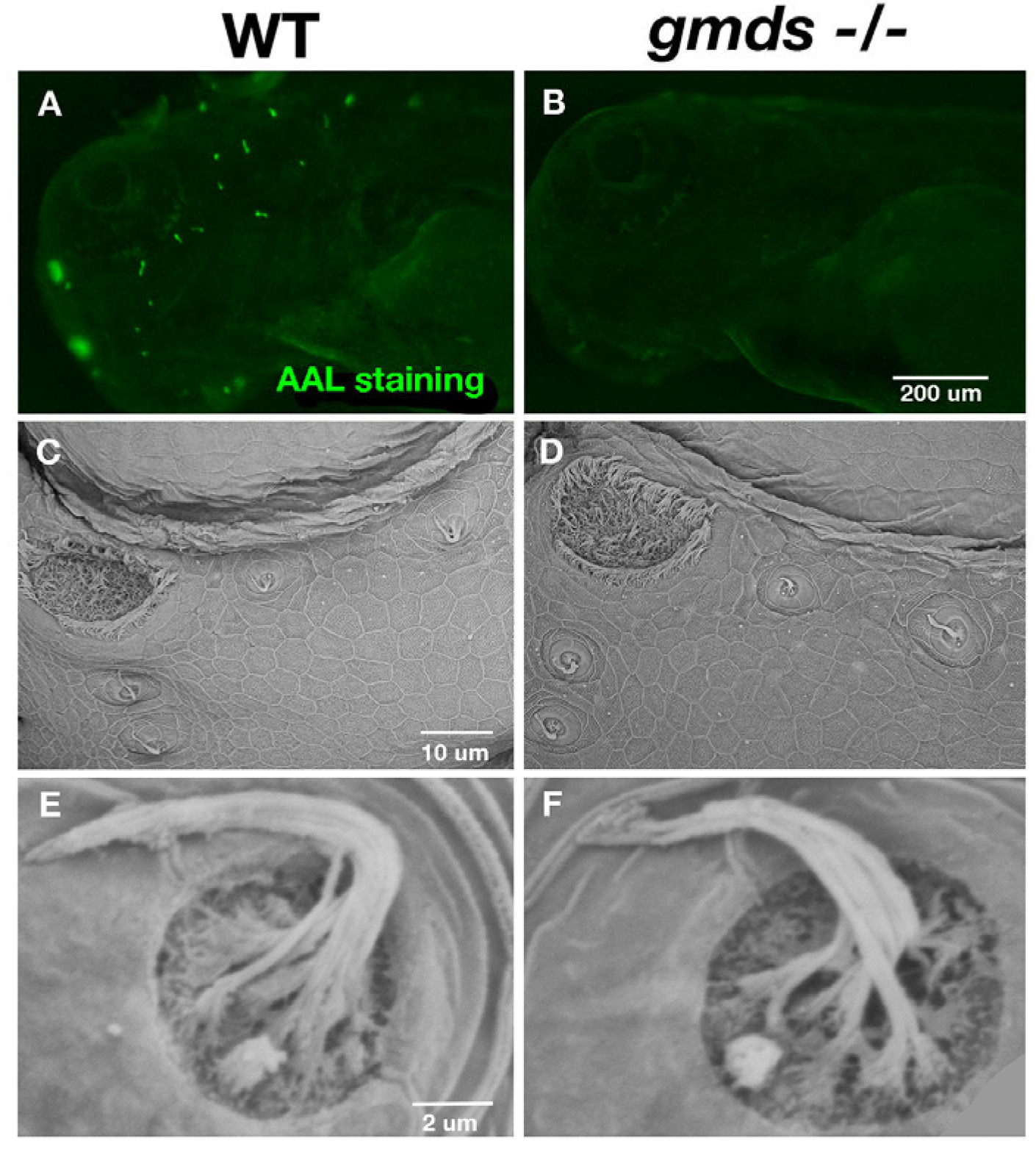 Ijms 26 09737 g001 Ijms 26 09737 g001
