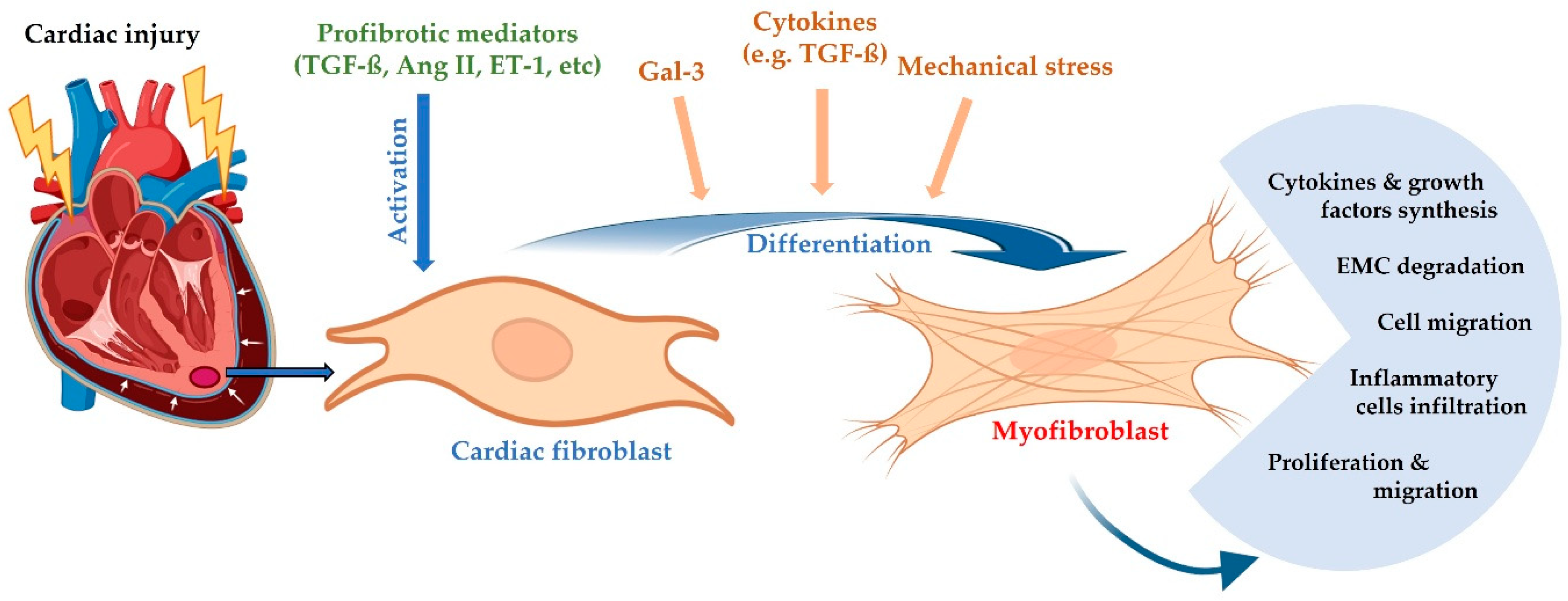 Ijms 26 09740 g001 Ijms 26 09740 g001