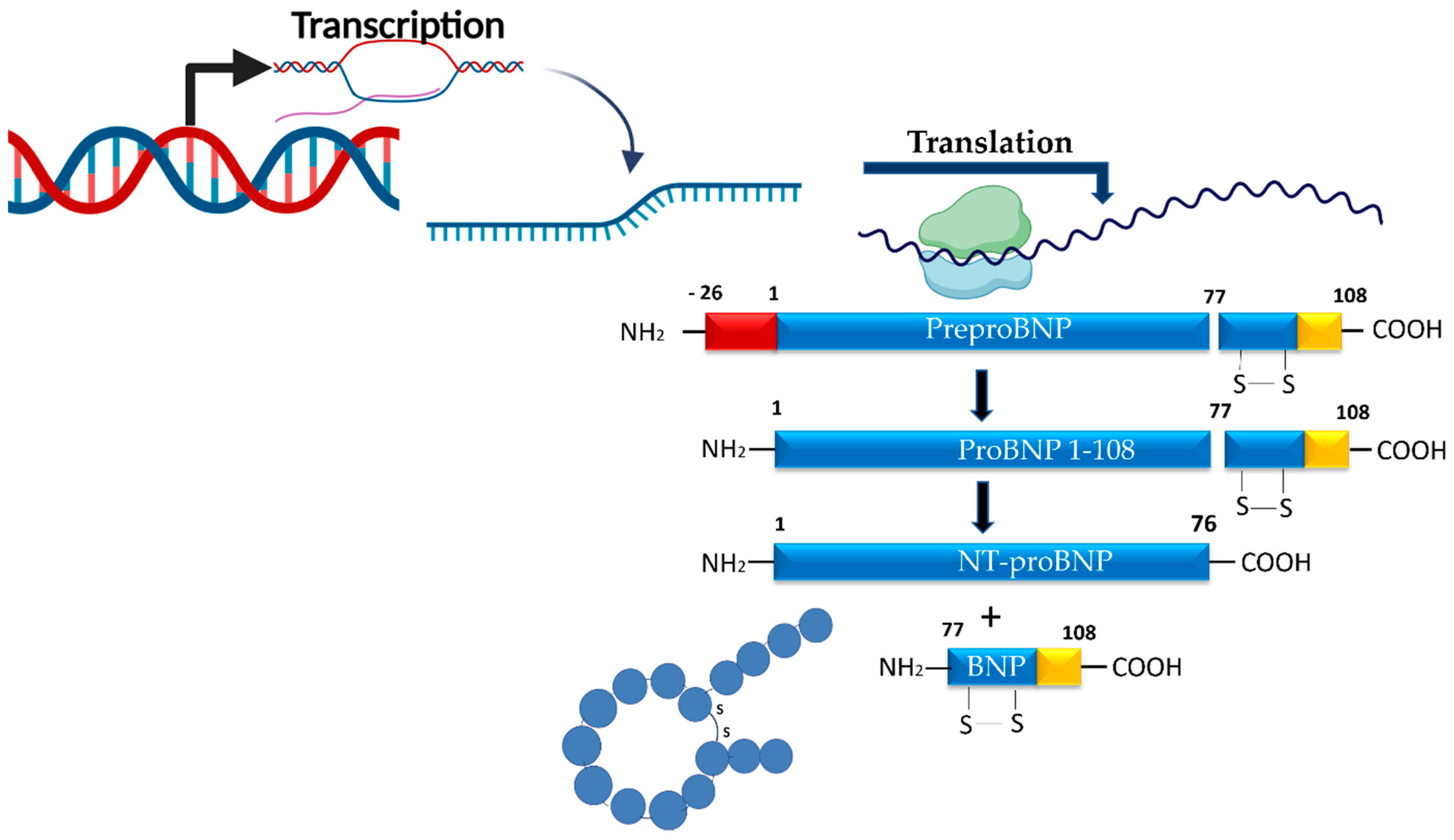 Ijms 26 09740 g003 Ijms 26 09740 g003
