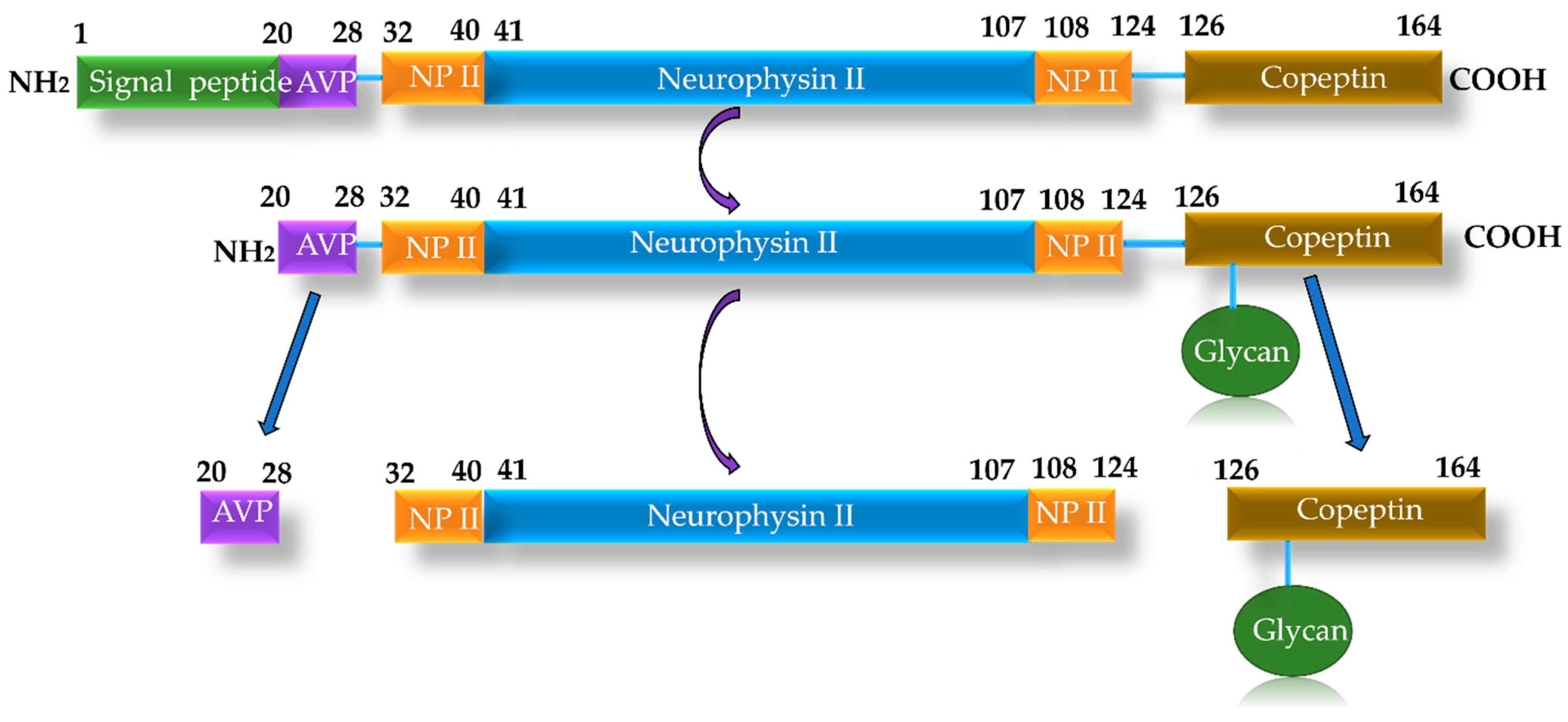 Ijms 26 09740 g005 Ijms 26 09740 g005