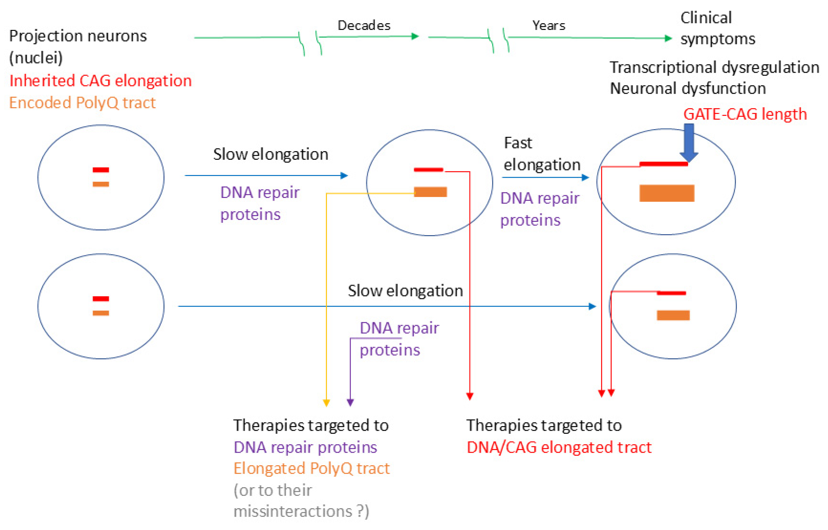 Ijms 26 09755 g005 Ijms 26 09755 g005