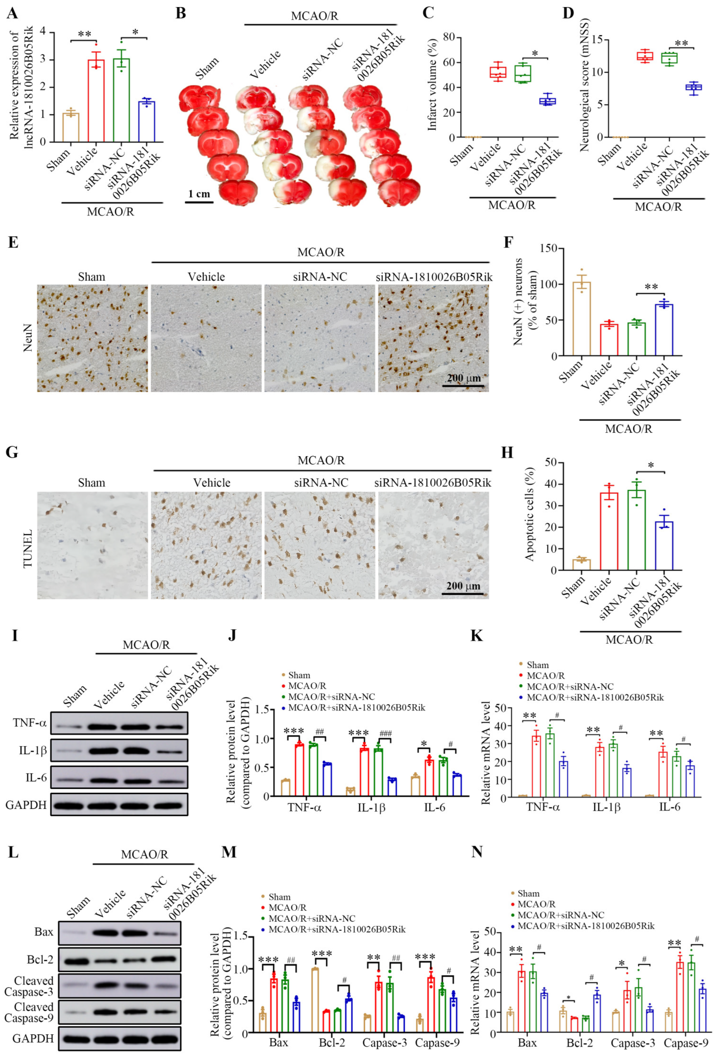 Ijms 26 09756 g007 Ijms 26 09756 g007