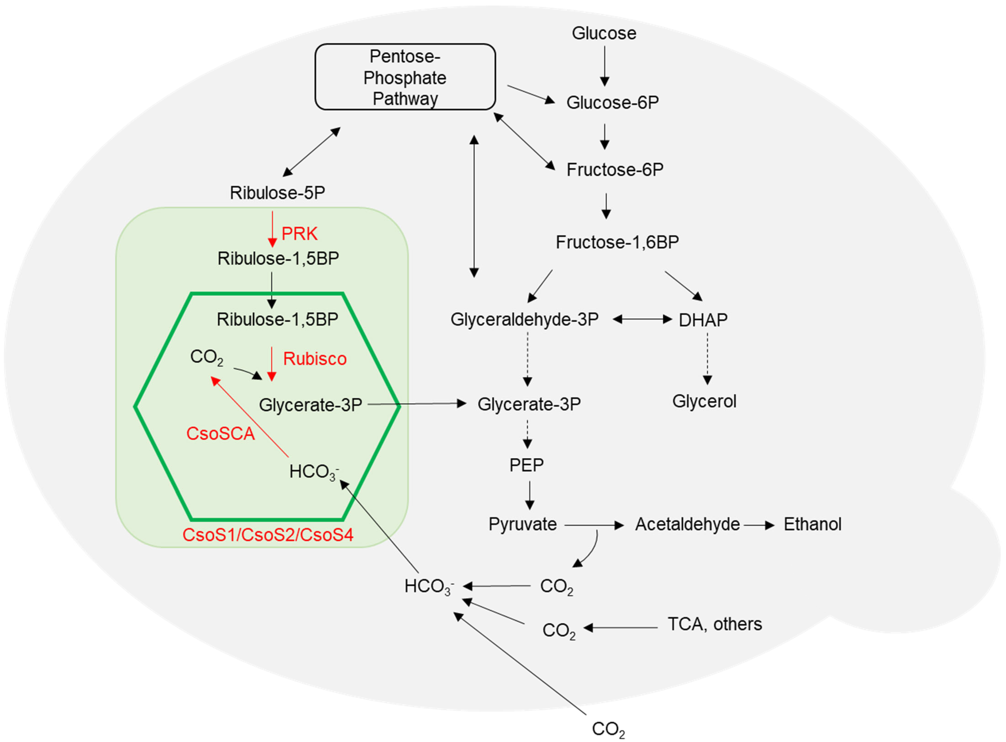 Ijms 26 09759 g001 Ijms 26 09759 g001