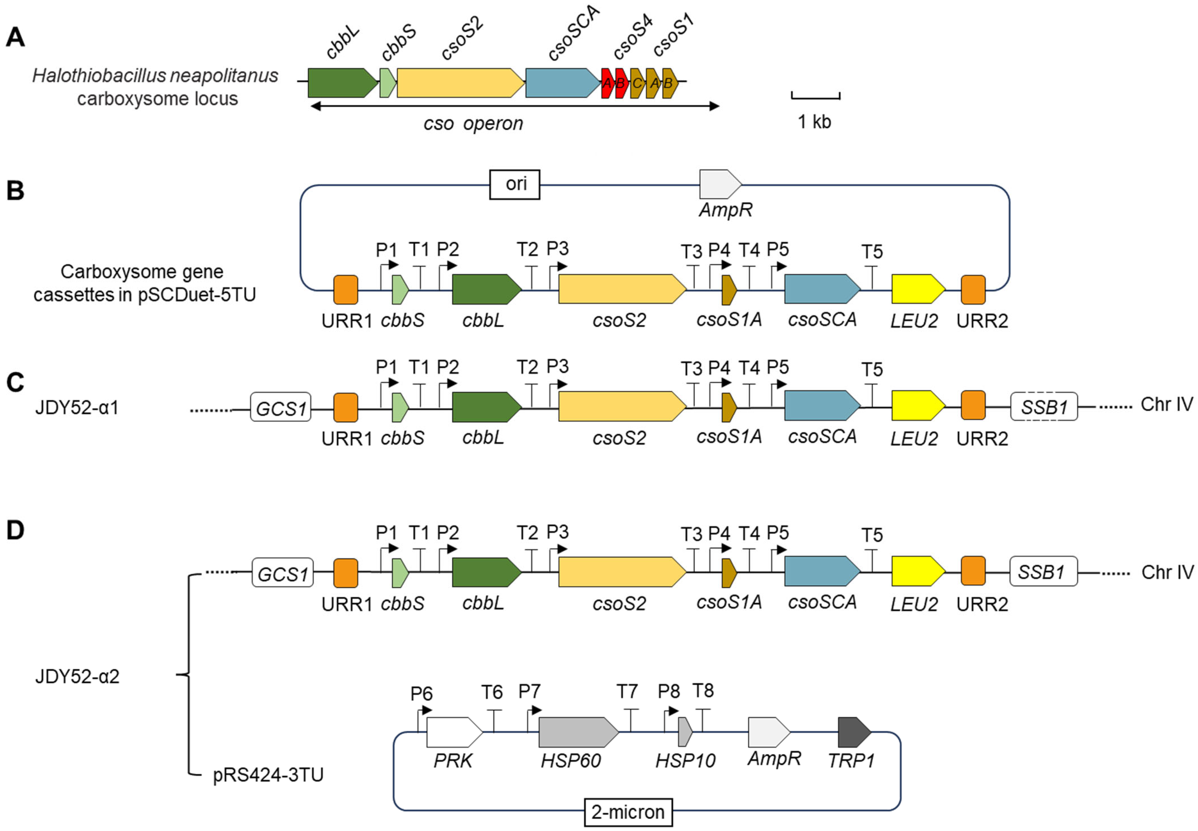 Ijms 26 09759 g002 Ijms 26 09759 g002