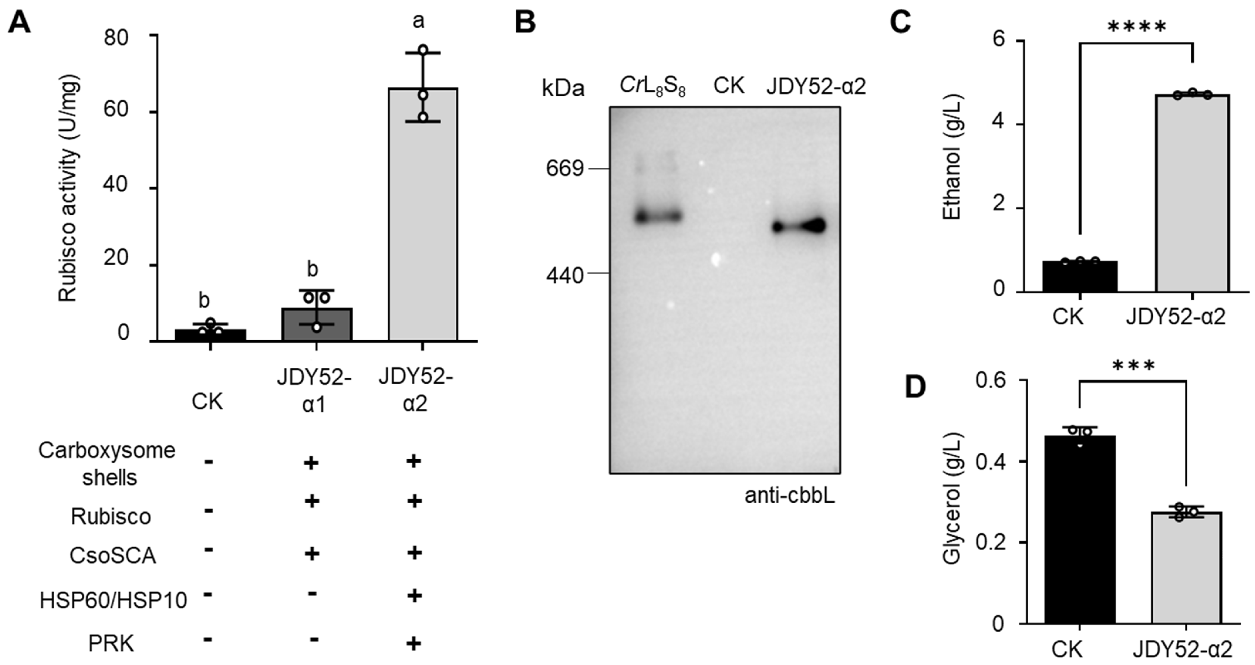 Ijms 26 09759 g004 Ijms 26 09759 g004