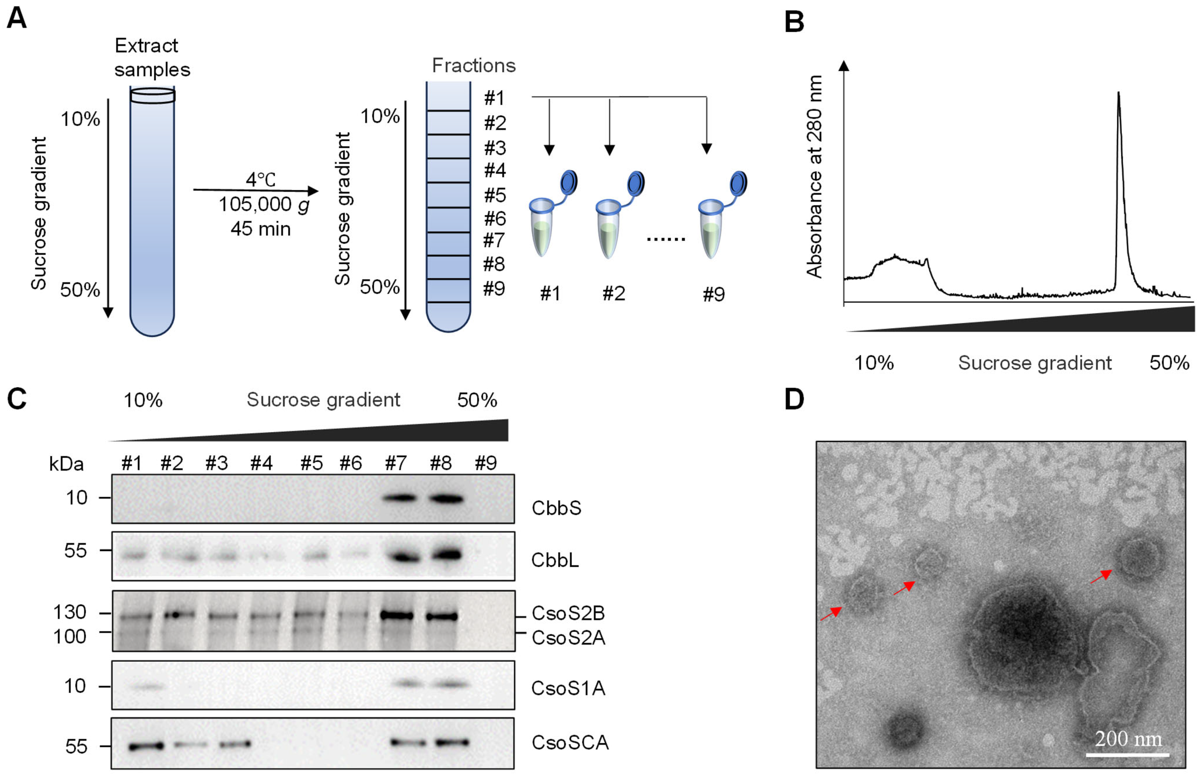 Ijms 26 09759 g005 Ijms 26 09759 g005