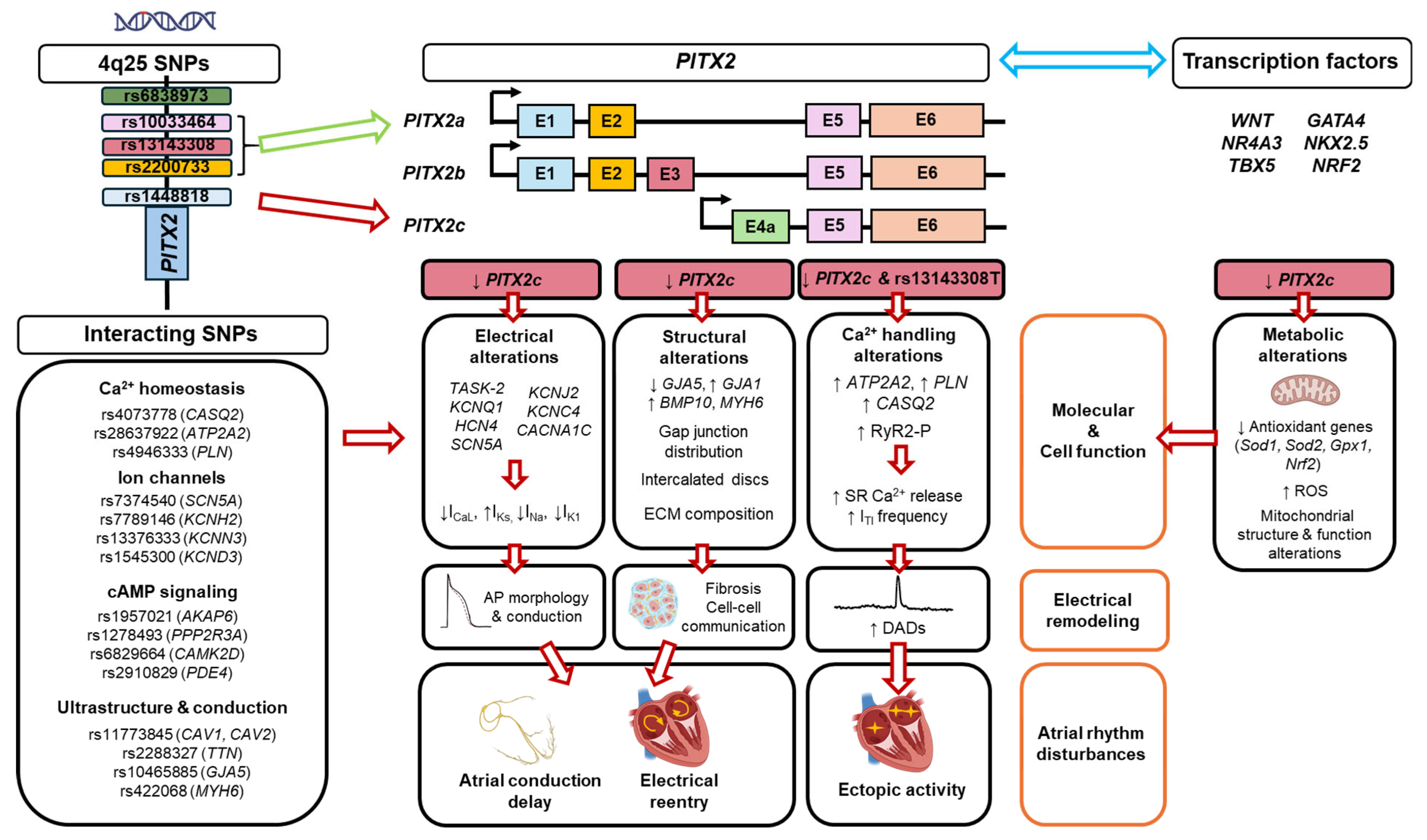 Ijms 26 09780 g003 Ijms 26 09780 g003