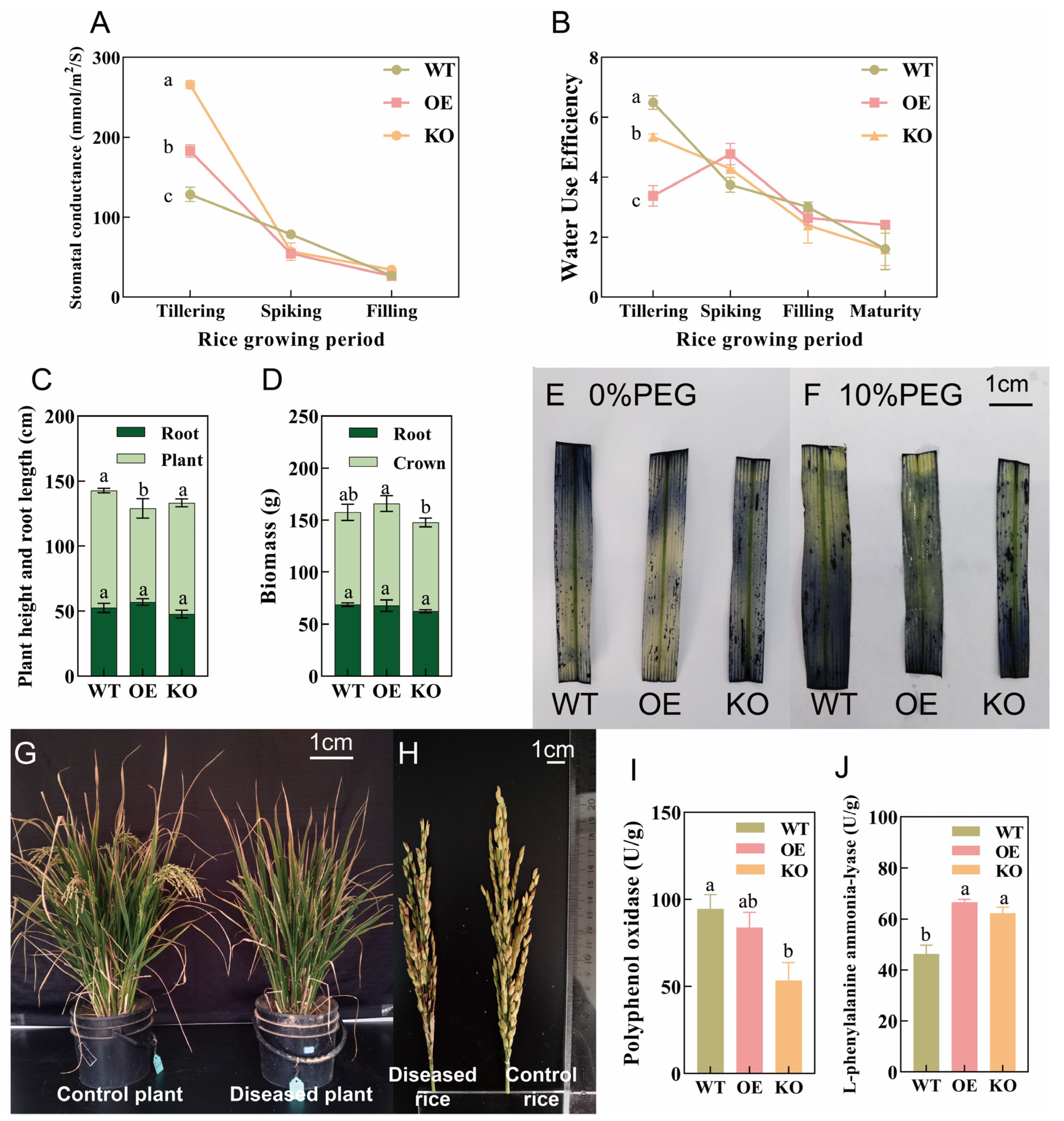 Ijms 26 09782 g003 Ijms 26 09782 g003