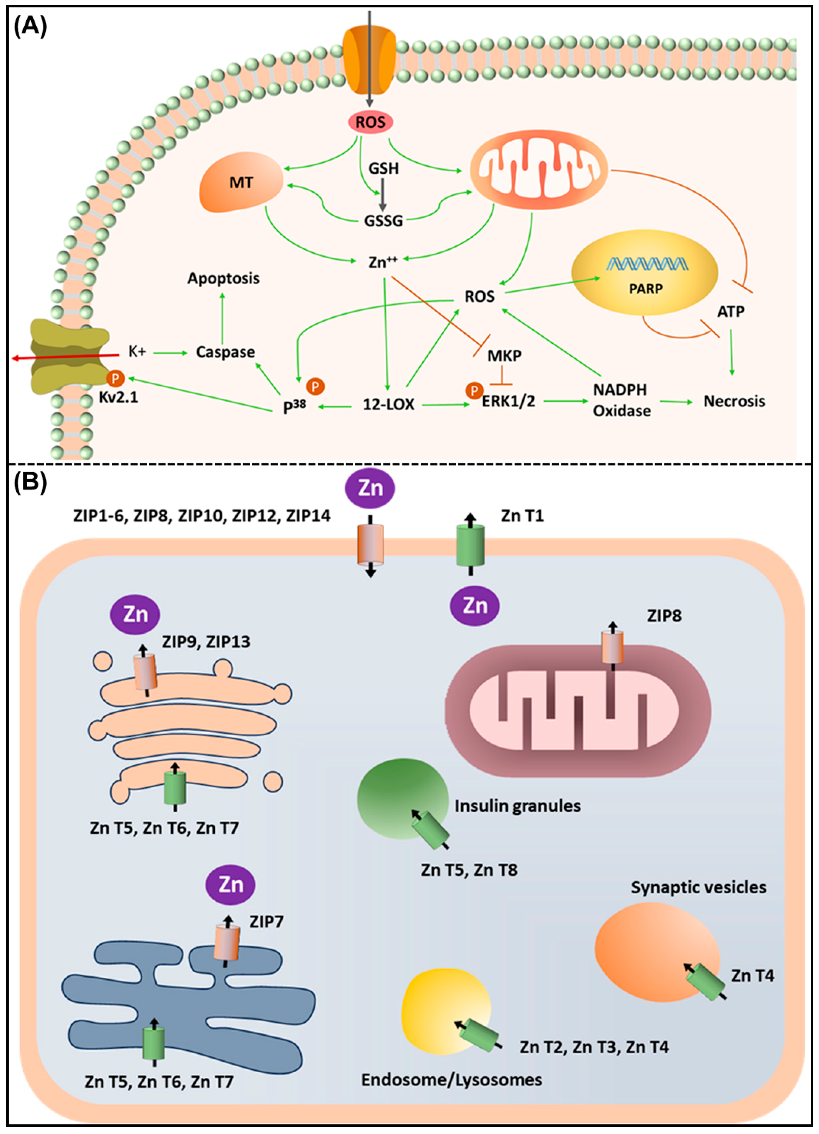 Ijms 26 09797 g004 Ijms 26 09797 g004