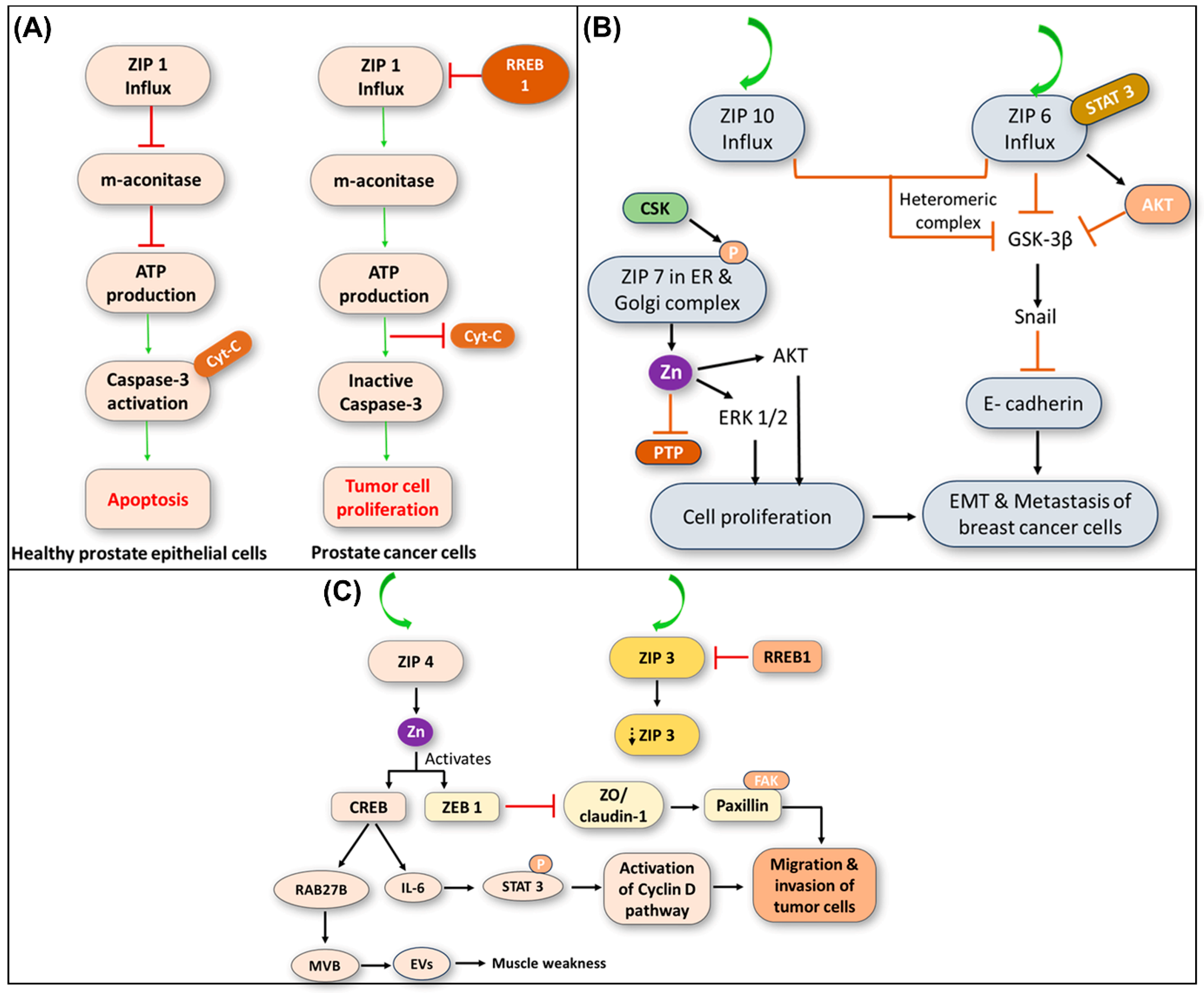 Ijms 26 09797 g005 Ijms 26 09797 g005
