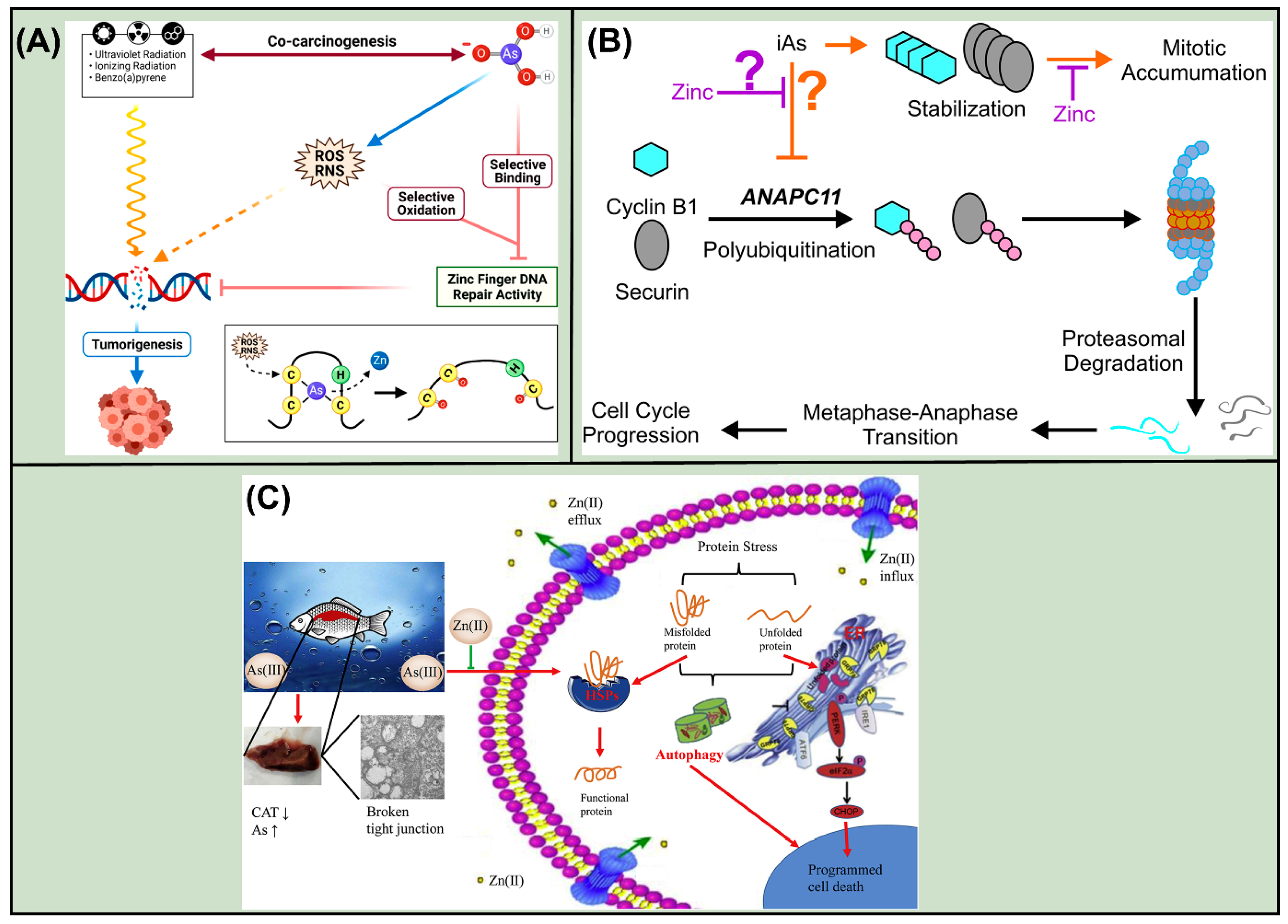 Ijms 26 09797 g008 Ijms 26 09797 g008