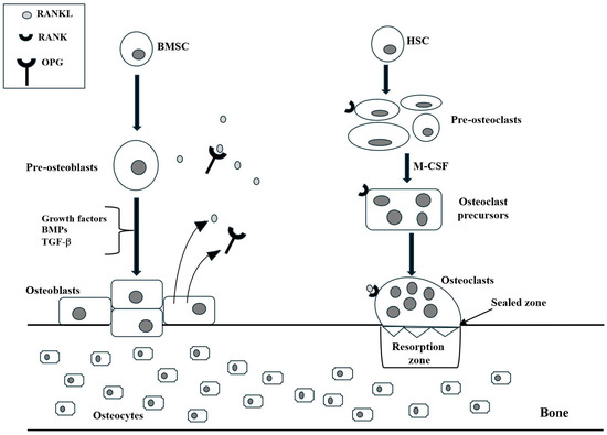 Brain–Bone Axis in Physiological and Pathological Conditions