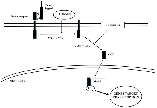 Brain–Bone Axis in Physiological and Pathological Conditions