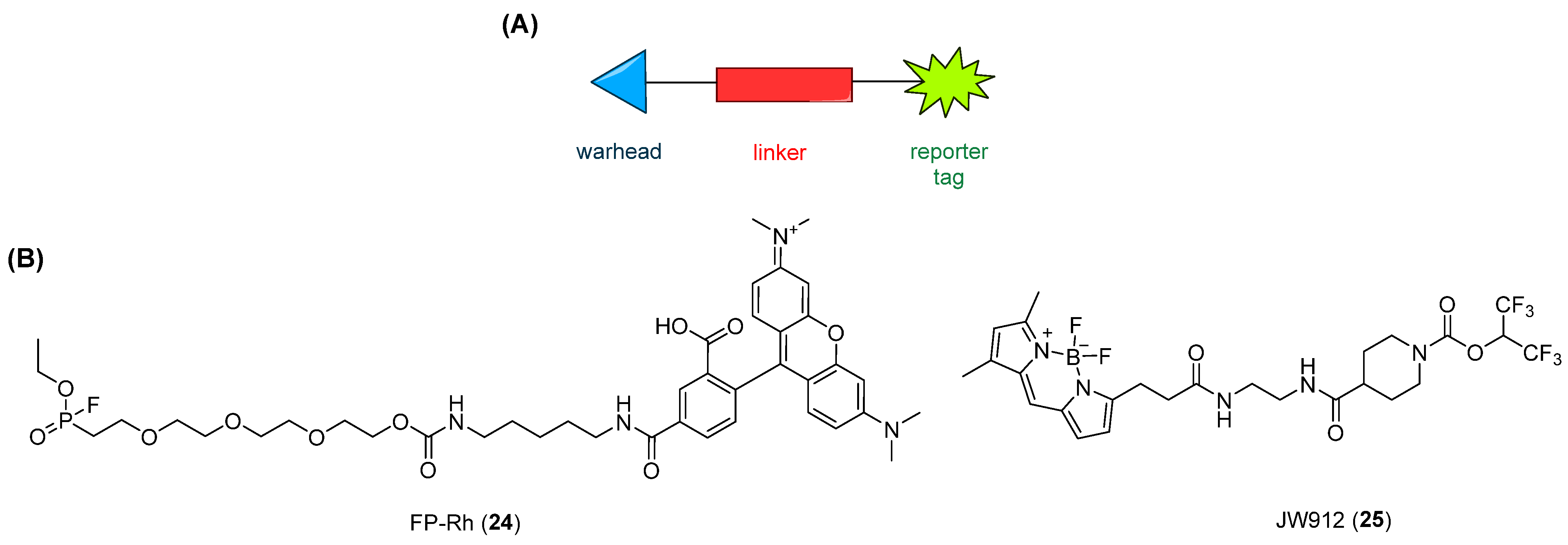 Ijms 26 09829 g010 Ijms 26 09829 g010