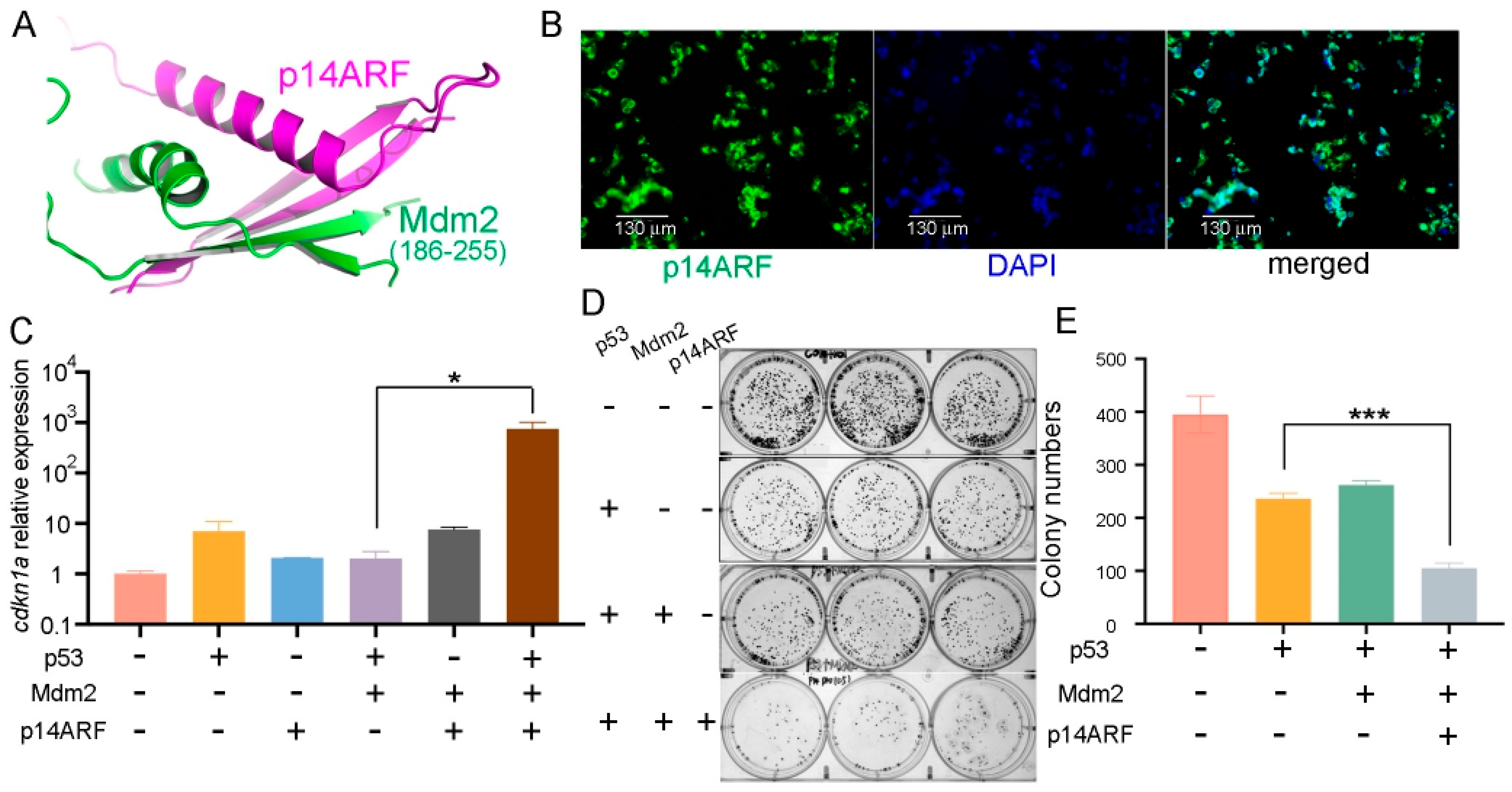 Ijms 26 09846 g002 Ijms 26 09846 g002