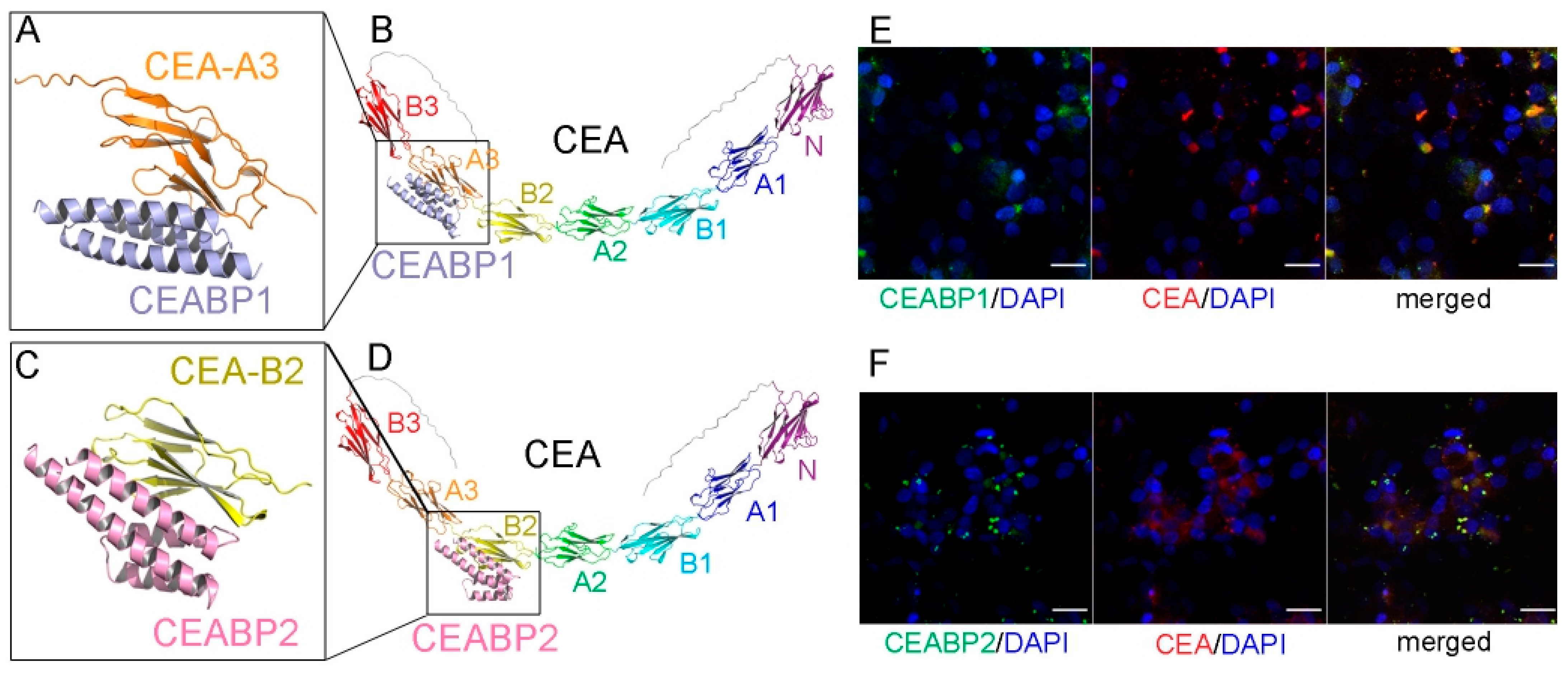 Ijms 26 09846 g005 Ijms 26 09846 g005