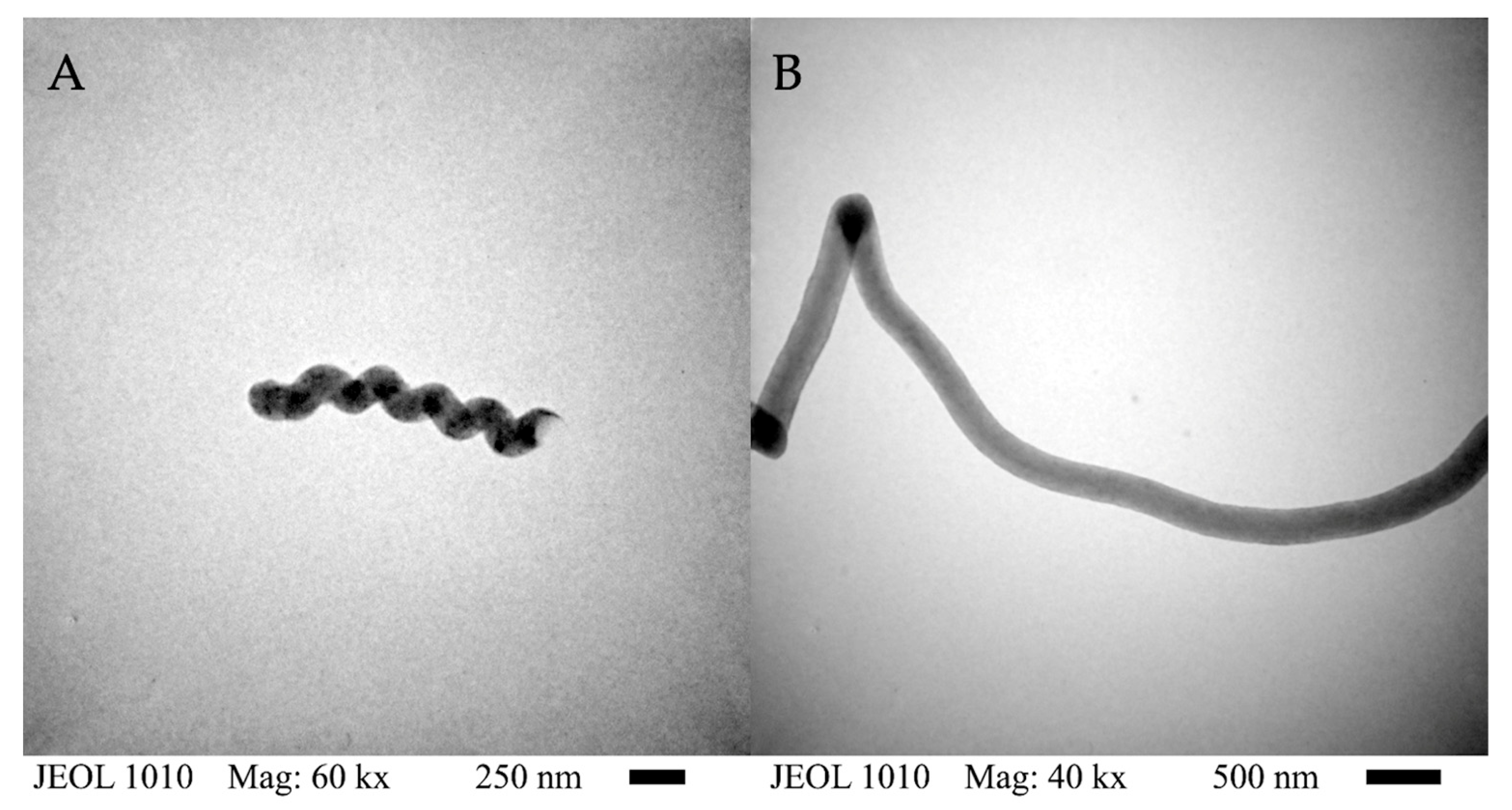 Ijms 26 09847 g001 Ijms 26 09847 g001