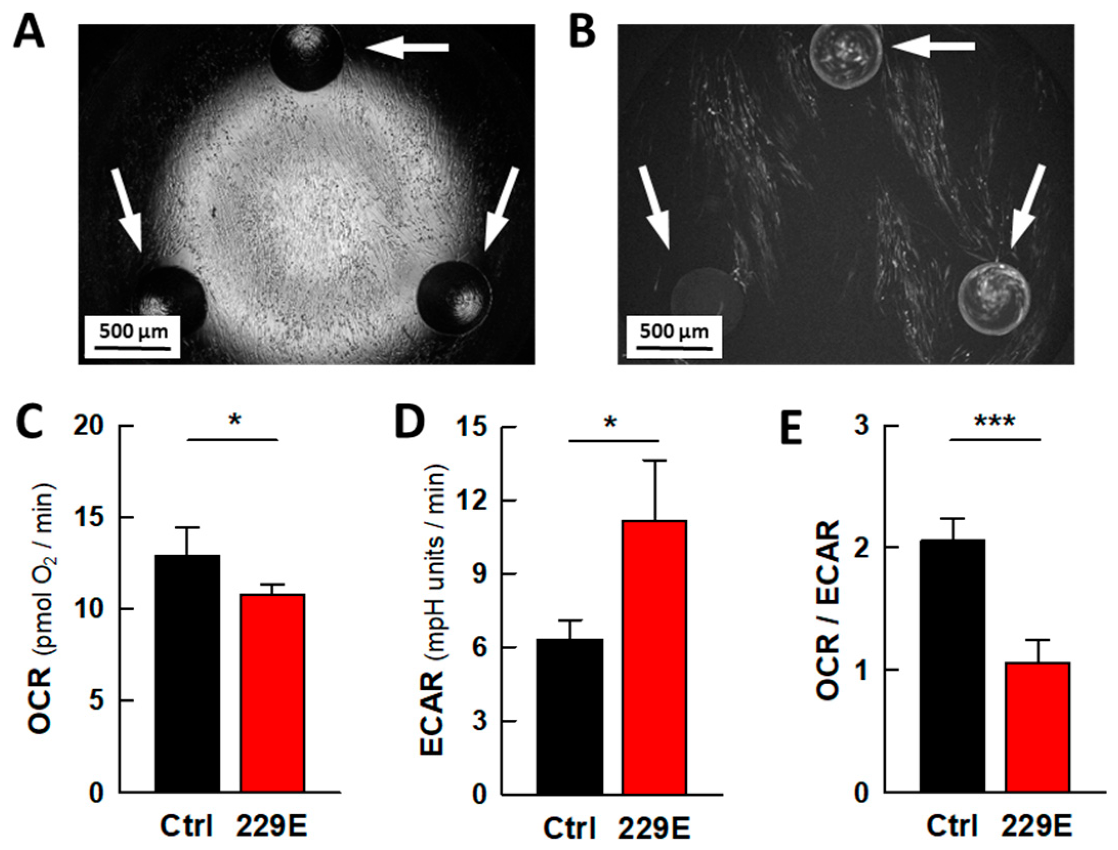 Ijms 26 09853 g001 Ijms 26 09853 g001