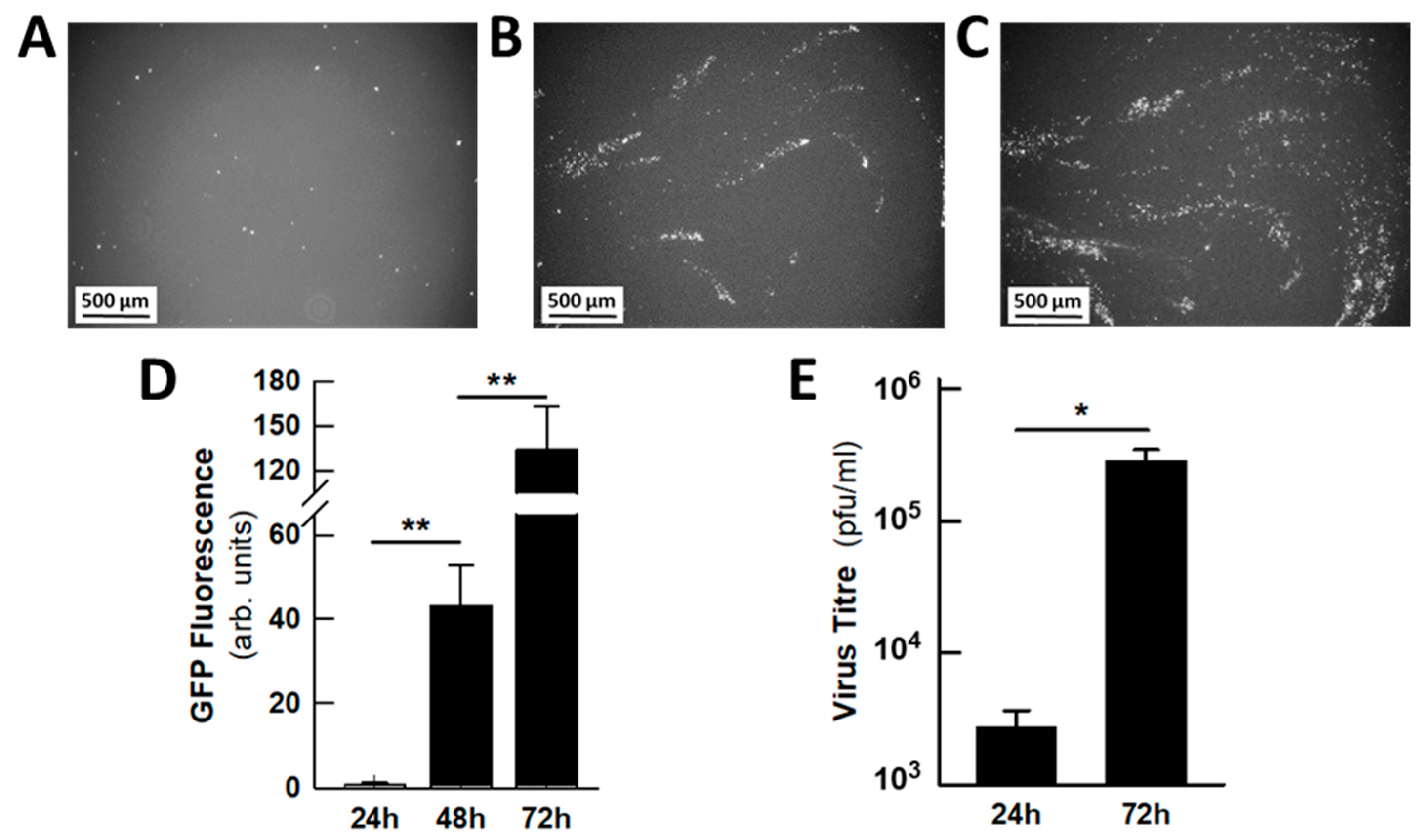 Ijms 26 09853 g005 Ijms 26 09853 g005