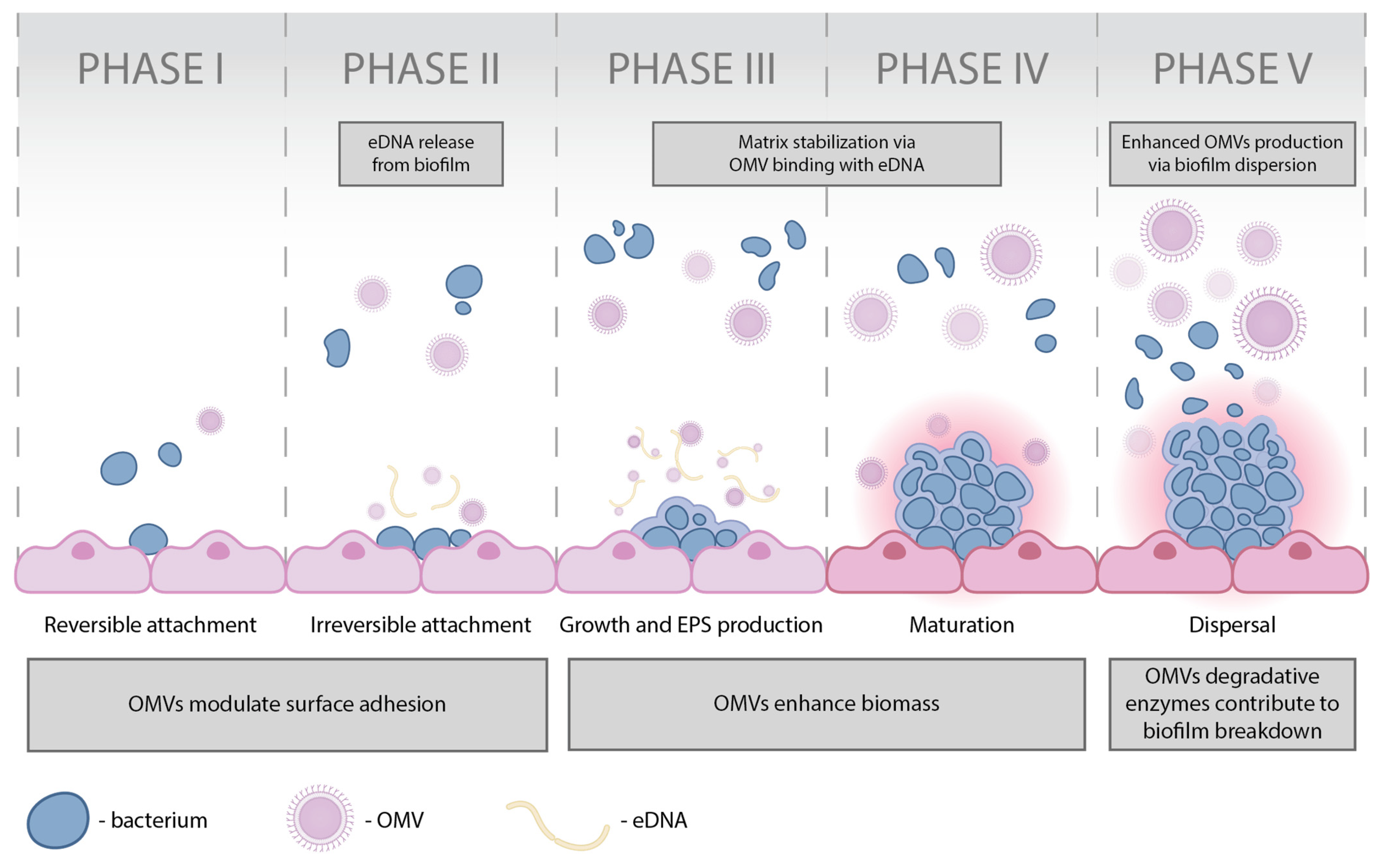 Ijms 26 09857 g001 Ijms 26 09857 g001