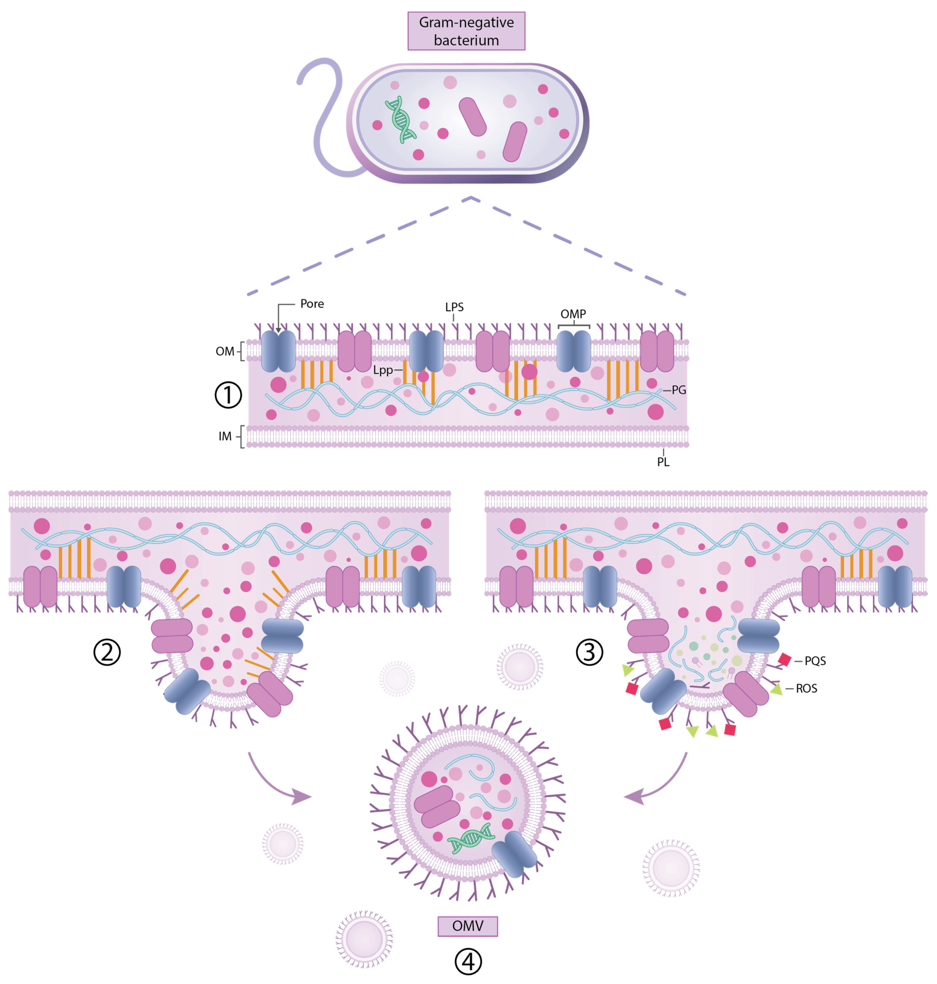 Ijms 26 09857 g002 Ijms 26 09857 g002