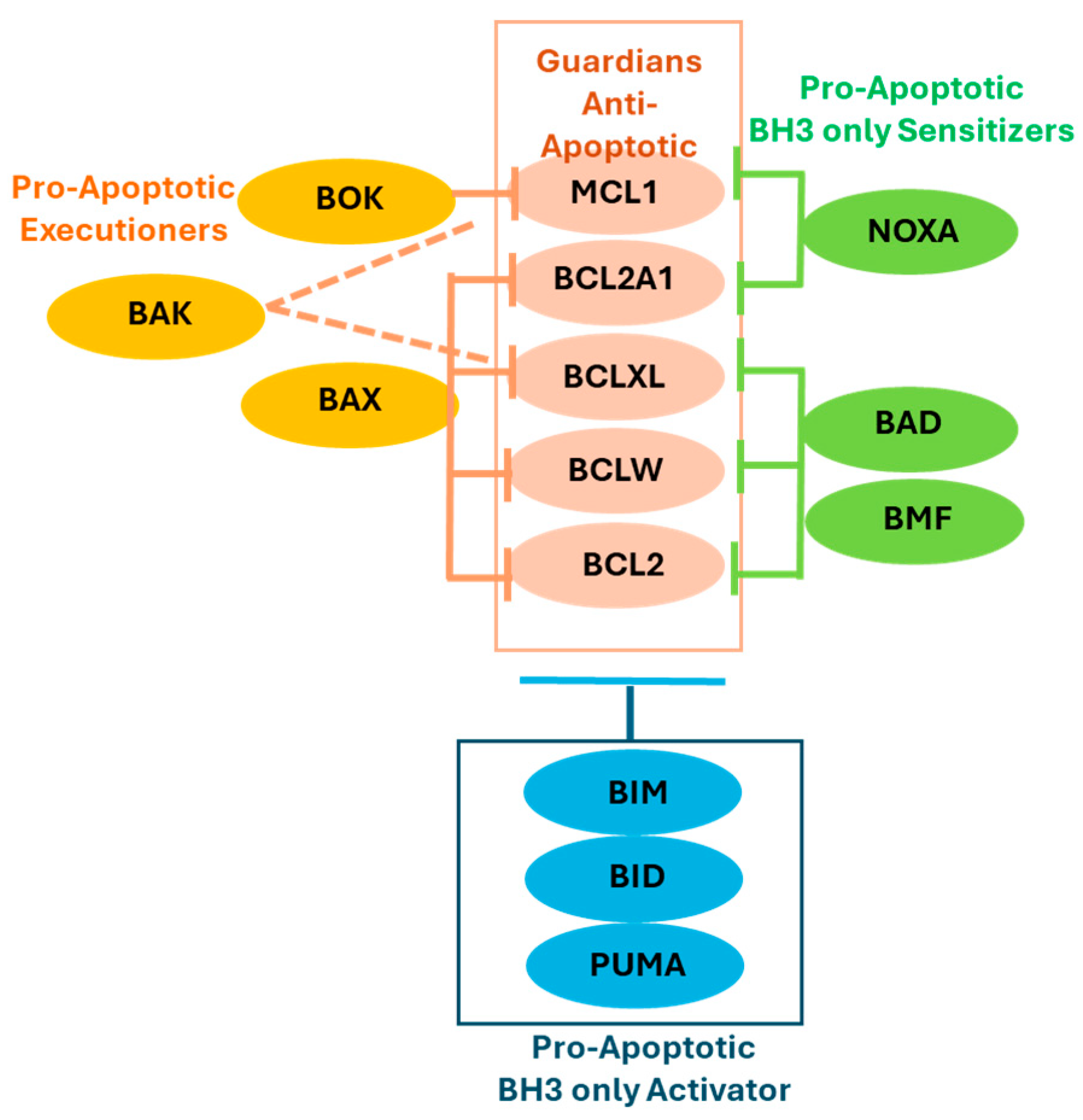 Ijms 26 09859 g001 Ijms 26 09859 g001