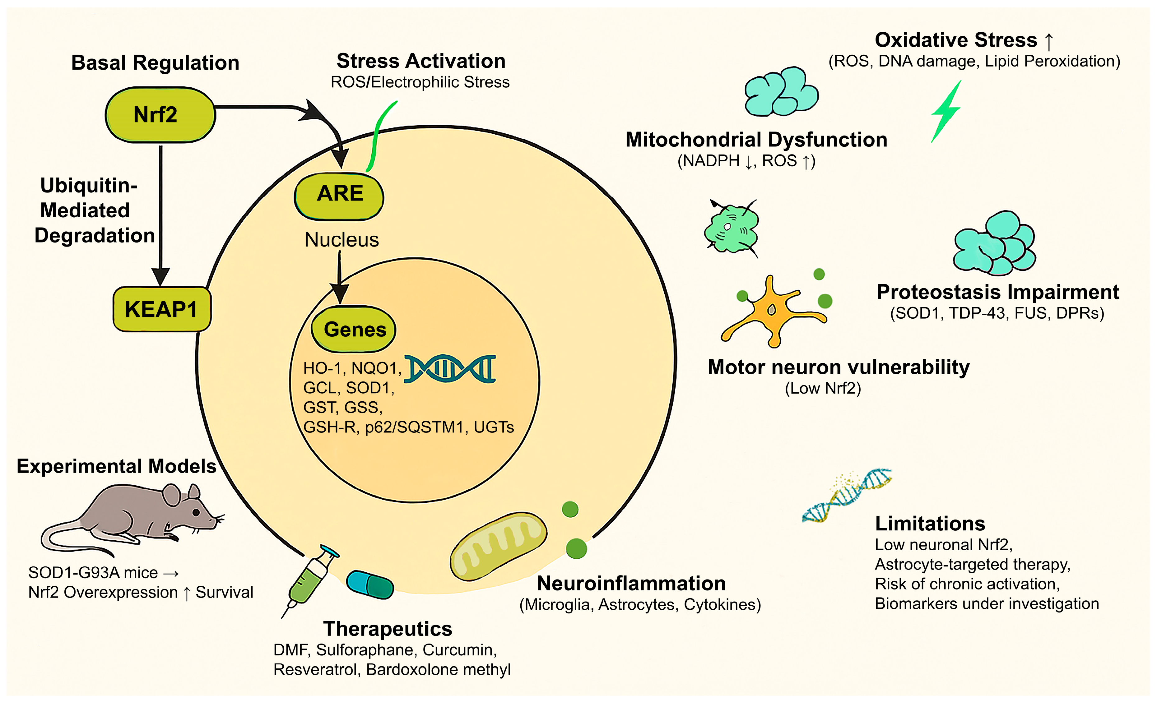 Ijms 26 09872 g001 Ijms 26 09872 g001