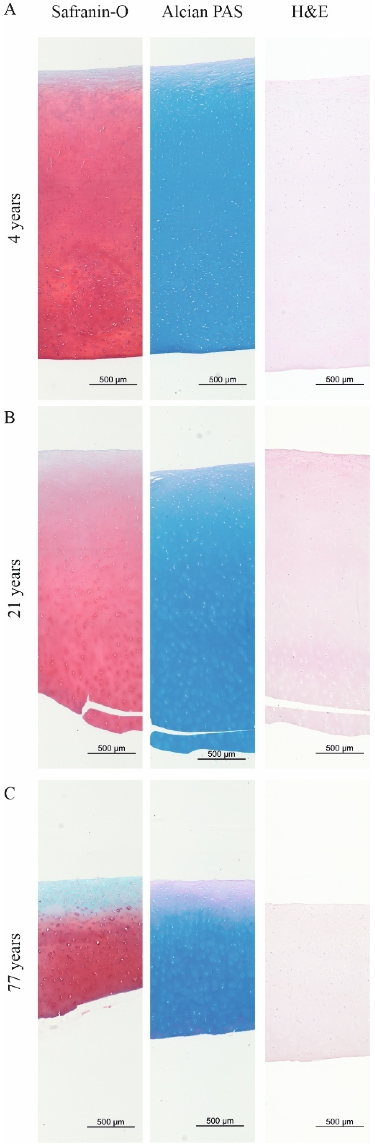 Ijms 26 09875 g002 Ijms 26 09875 g002