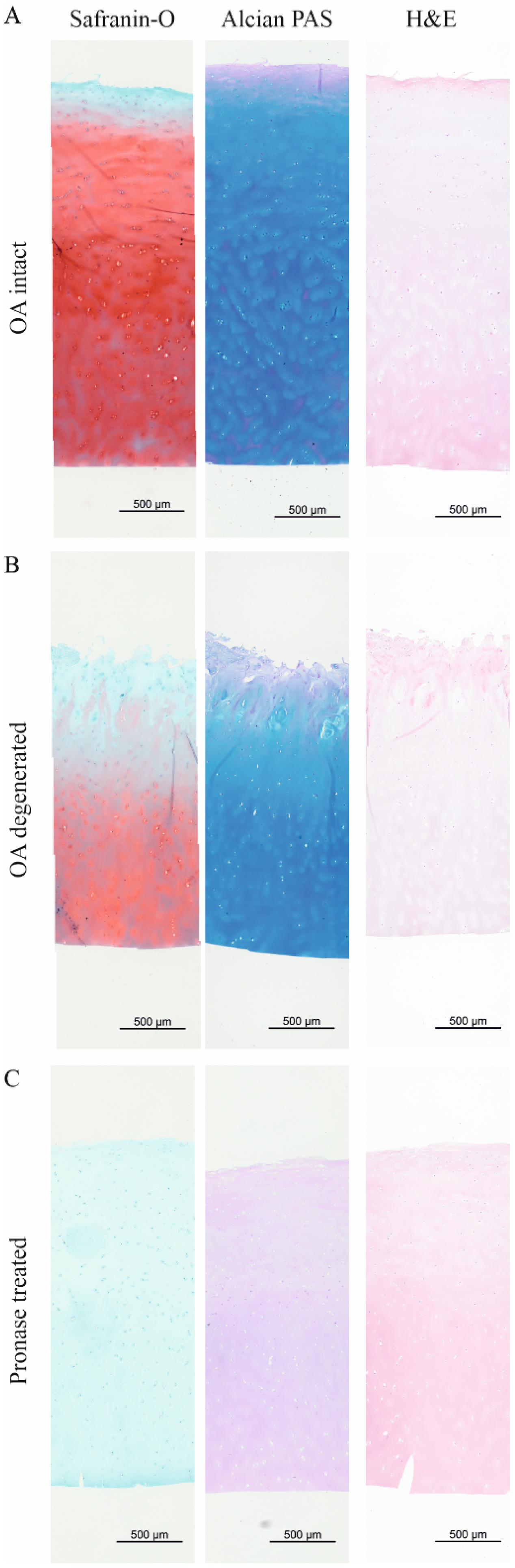 Ijms 26 09875 g004 Ijms 26 09875 g004