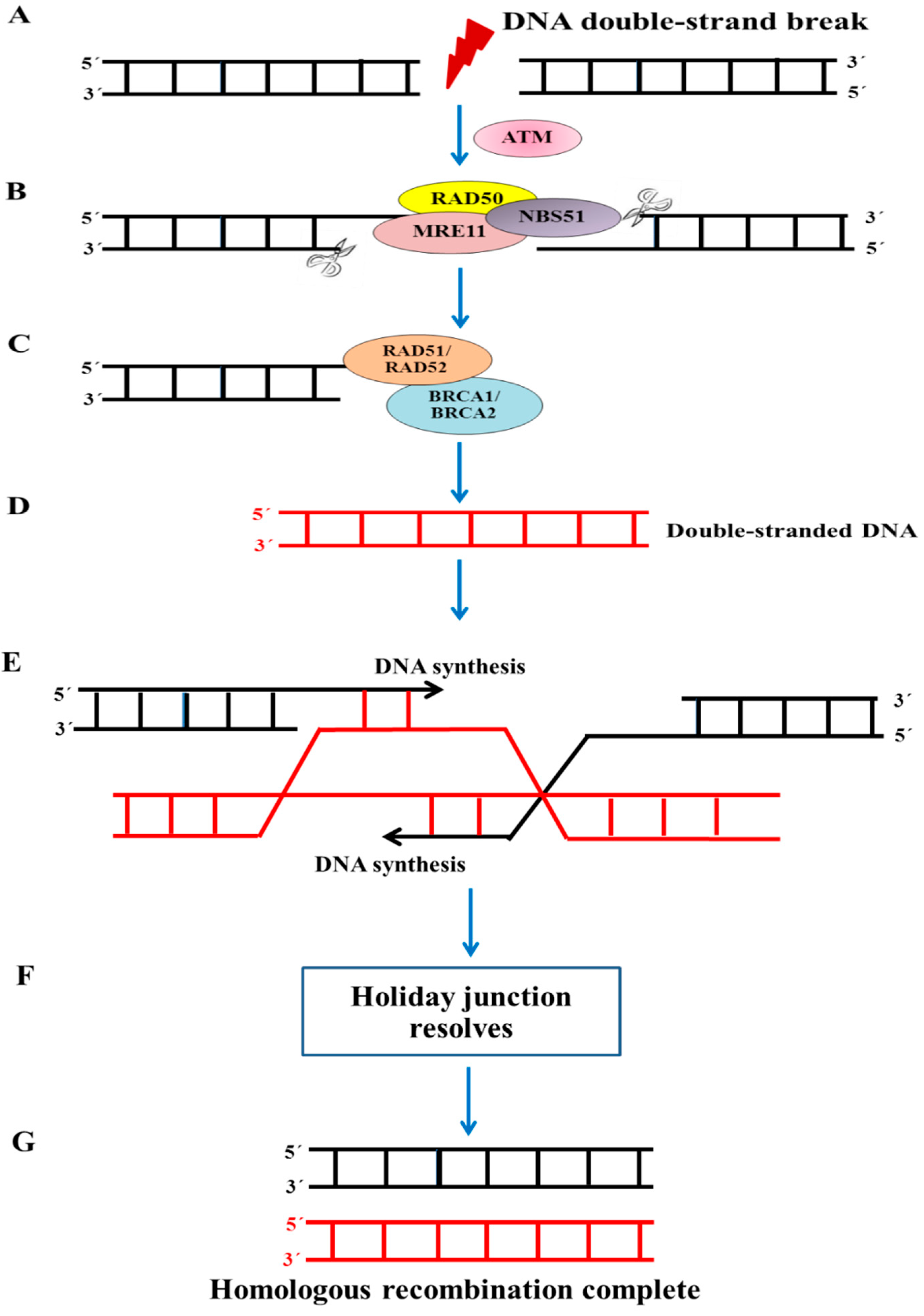 Ijms 26 09881 g001 Ijms 26 09881 g001