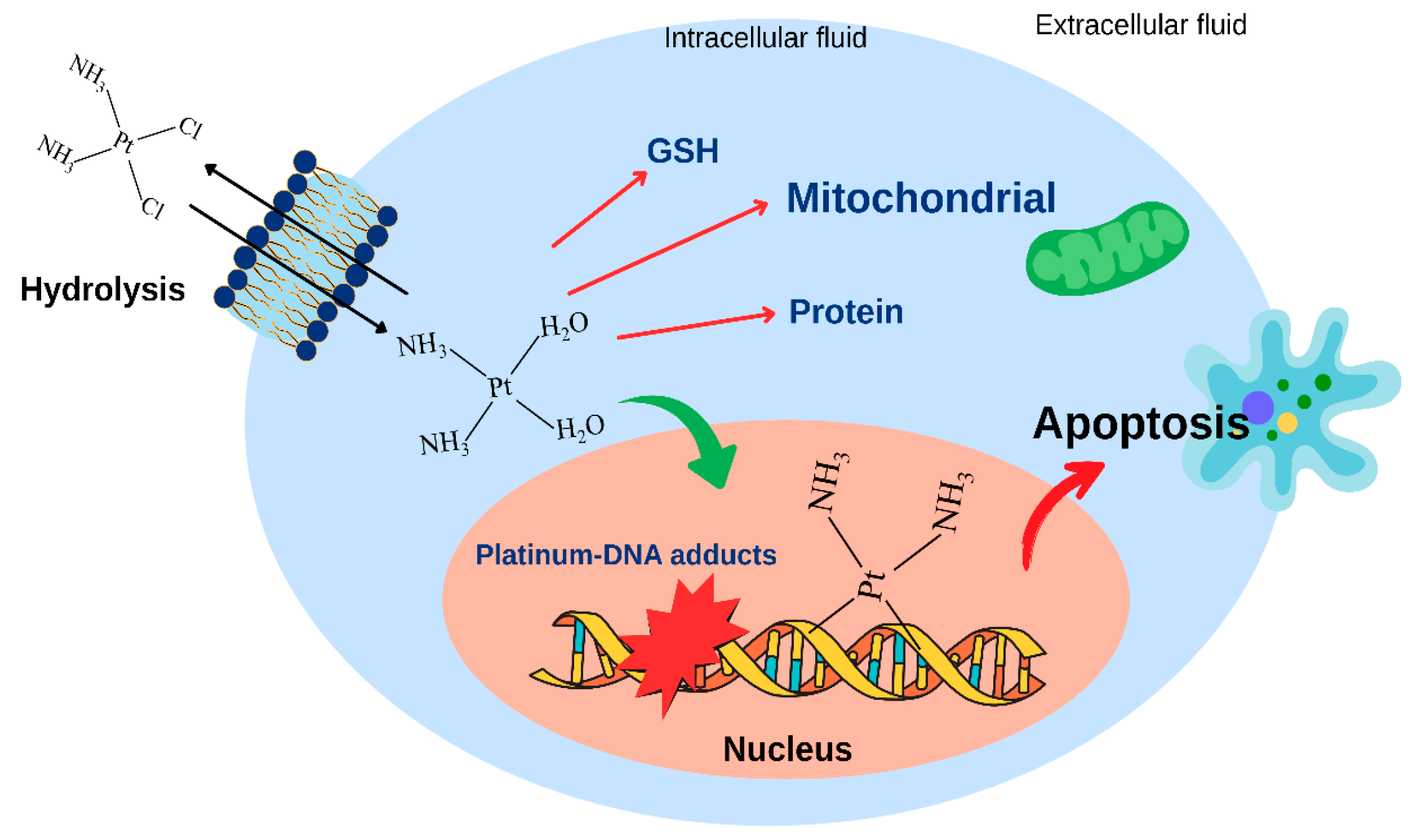 Ijms 26 09881 g003 Ijms 26 09881 g003