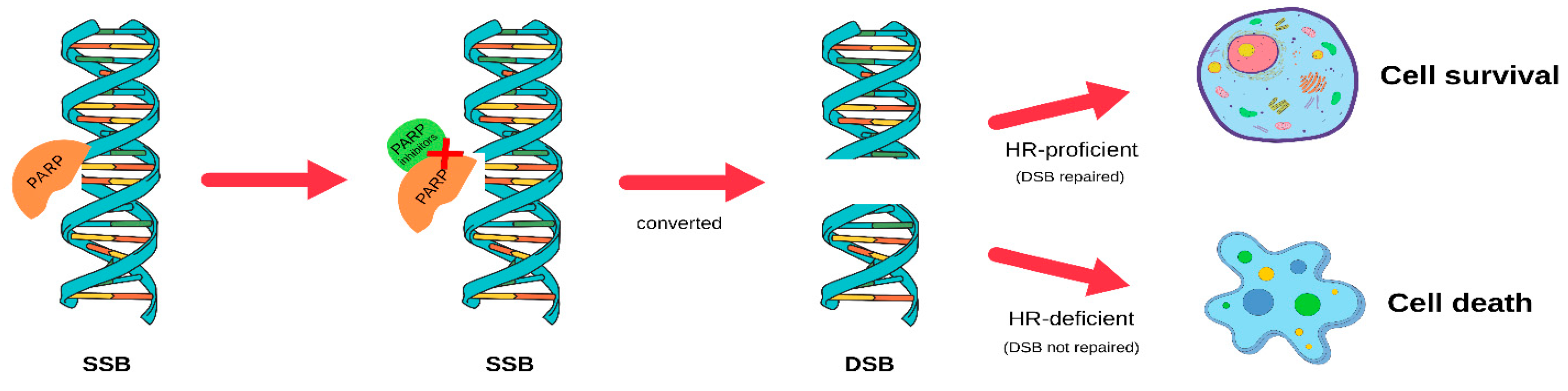 Ijms 26 09881 g004 Ijms 26 09881 g004