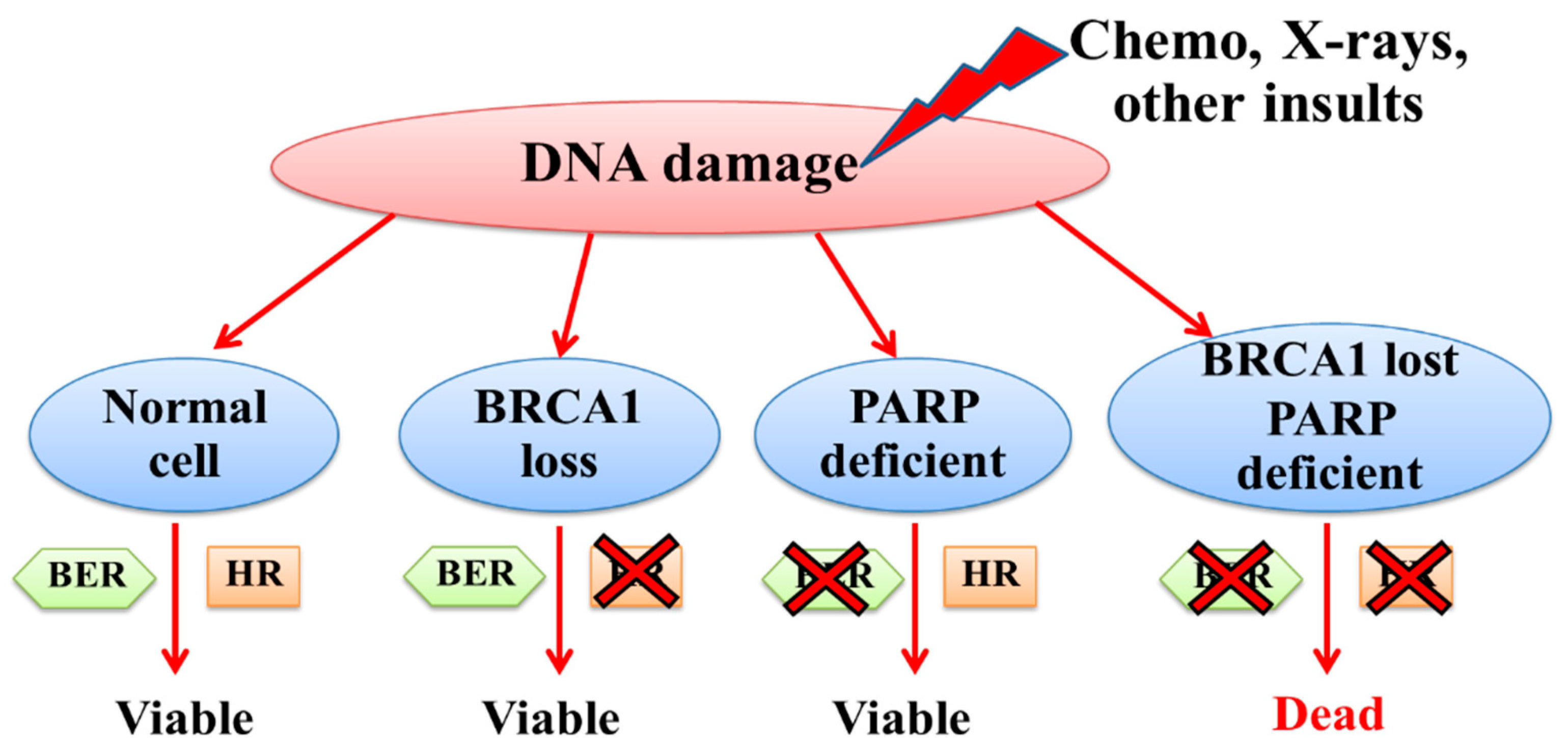 Ijms 26 09881 g005 Ijms 26 09881 g005