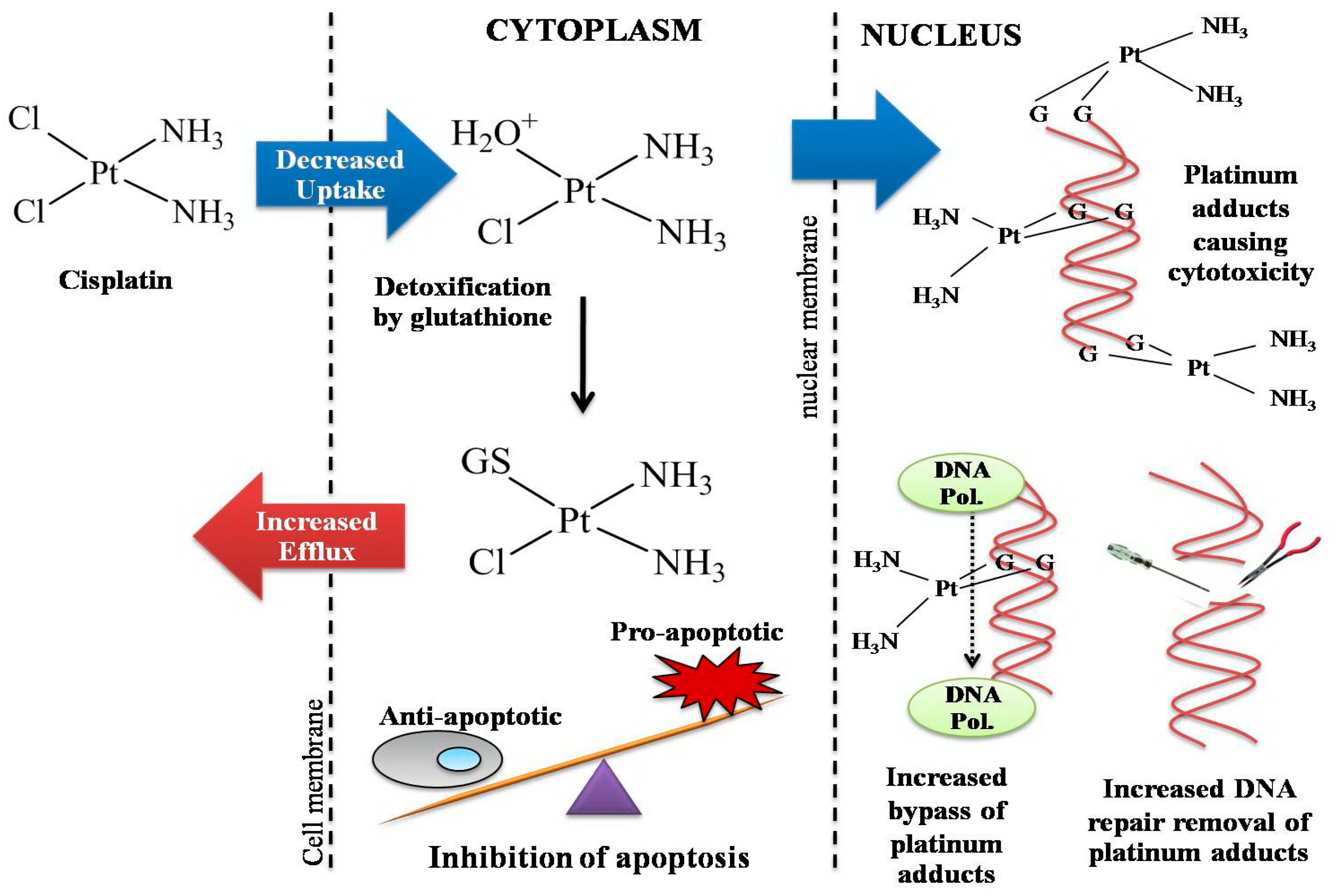 Ijms 26 09881 g006 Ijms 26 09881 g006