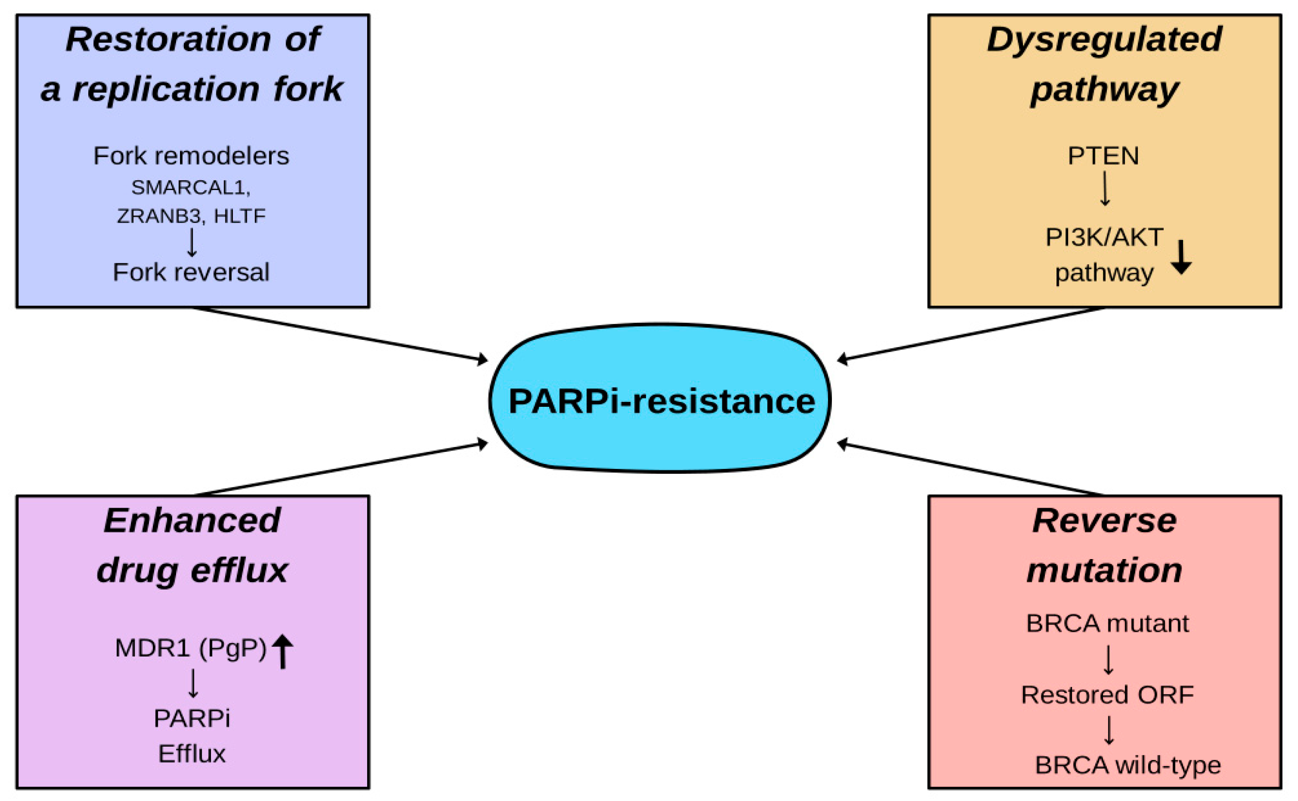 Ijms 26 09881 g007 Ijms 26 09881 g007