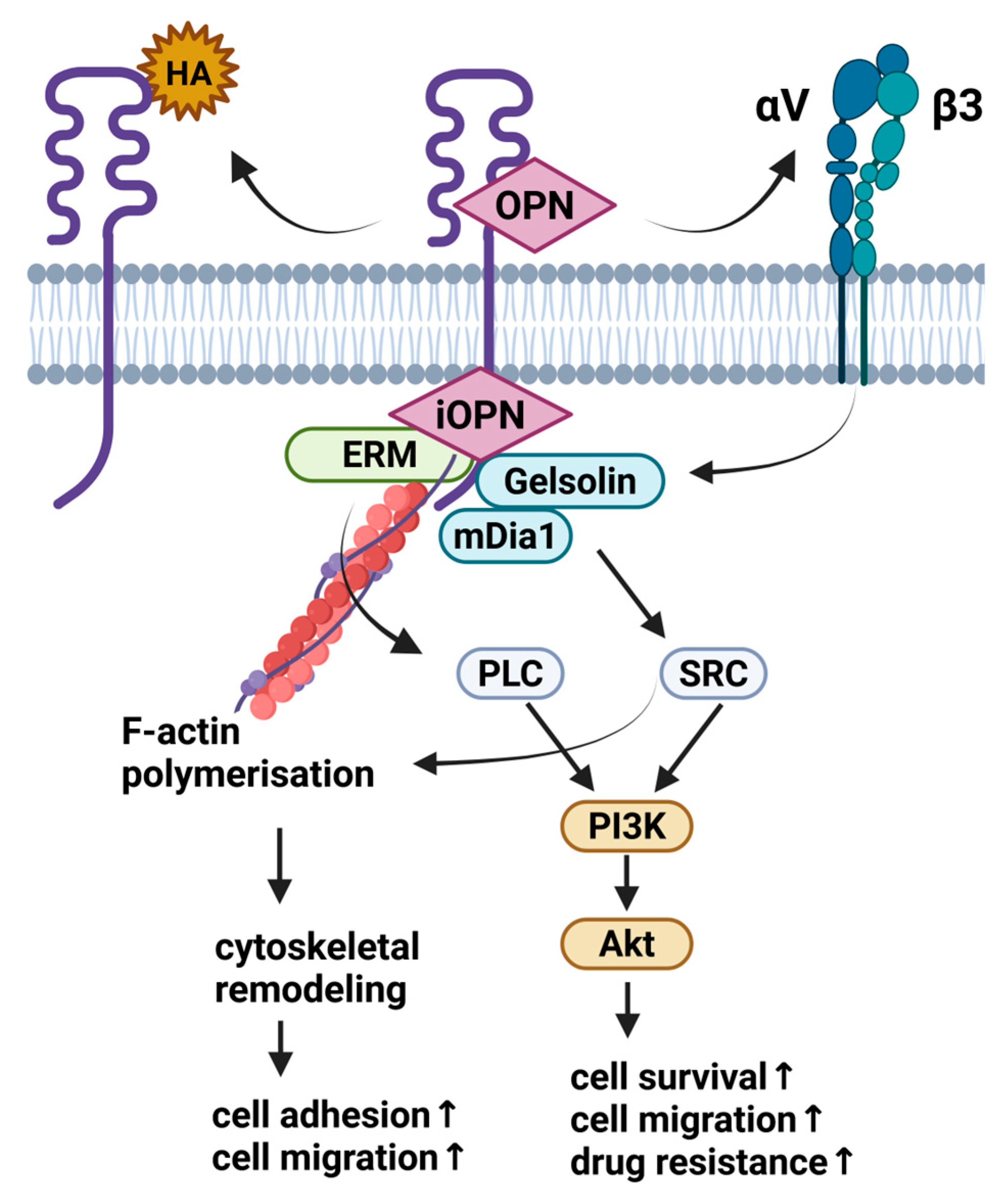 Ijms 26 09886 g002 Ijms 26 09886 g002