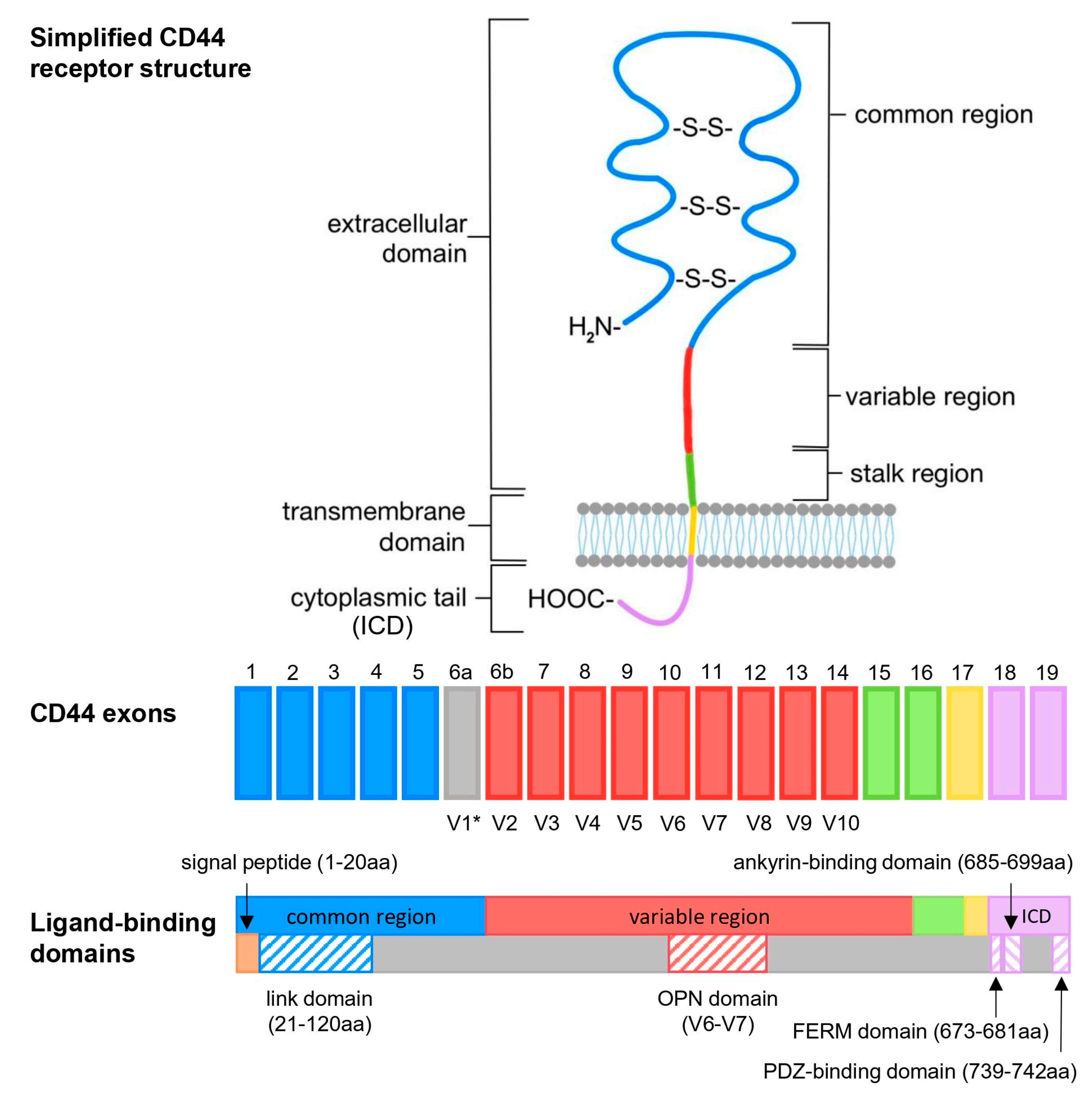 Ijms 26 09886 g003 Ijms 26 09886 g003
