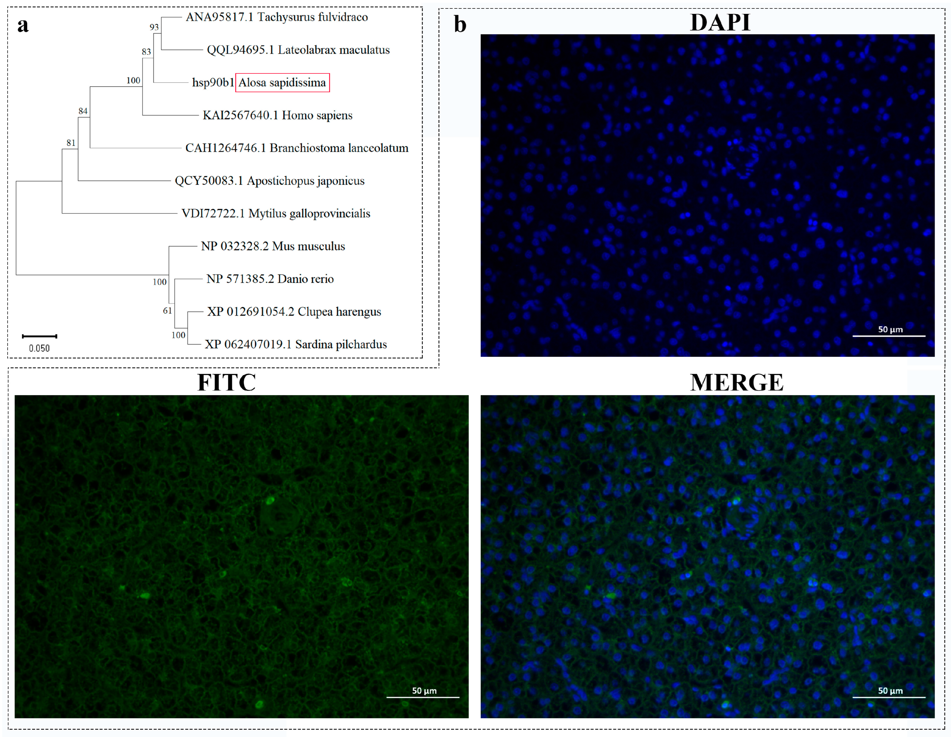Ijms 26 09908 g002 Ijms 26 09908 g002