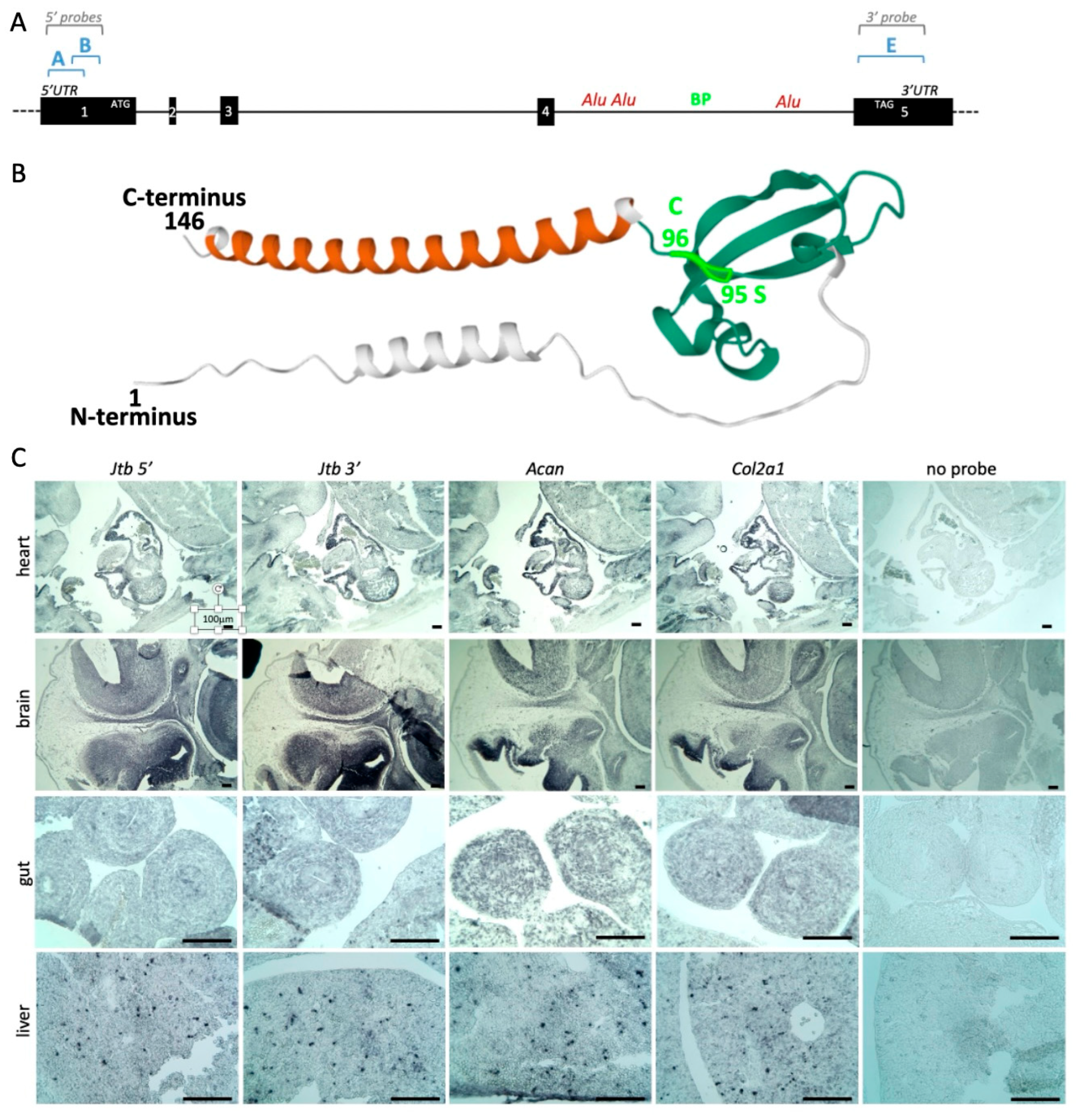 Ijms 26 09952 g002 Ijms 26 09952 g002