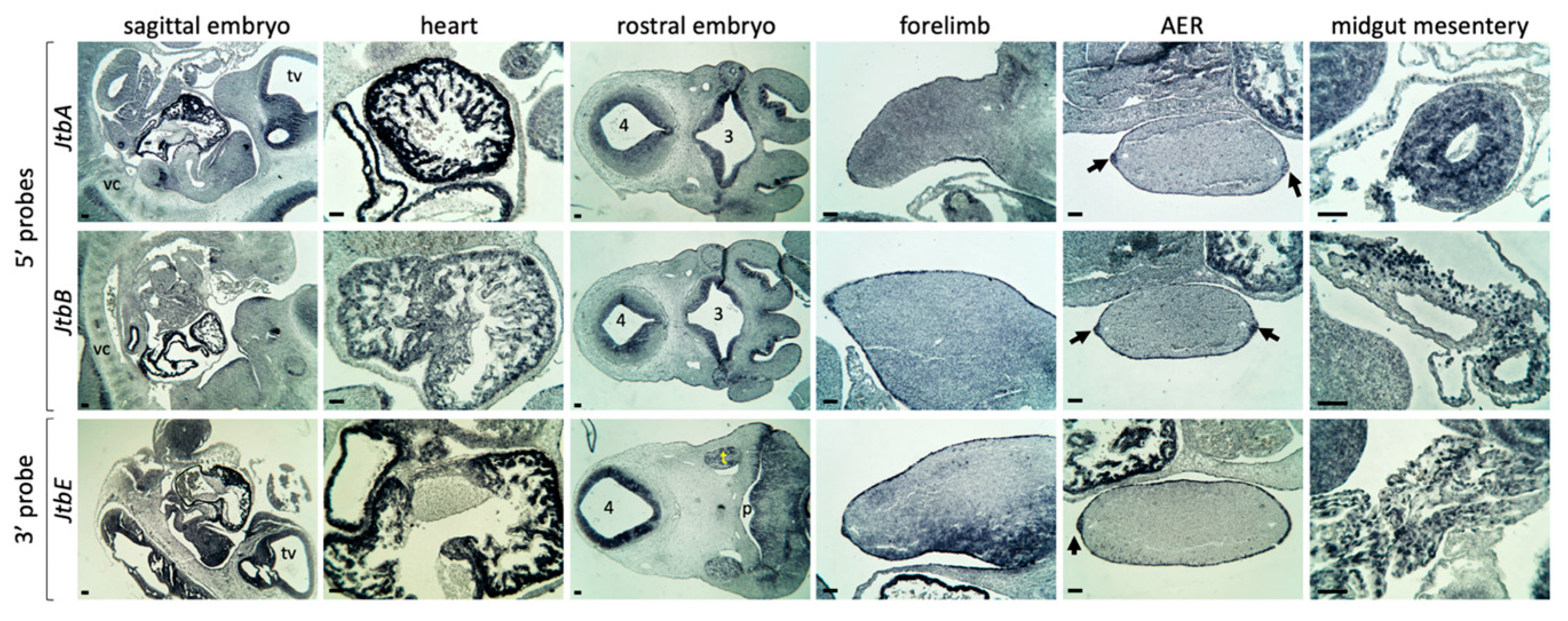 Ijms 26 09952 g003 Ijms 26 09952 g003