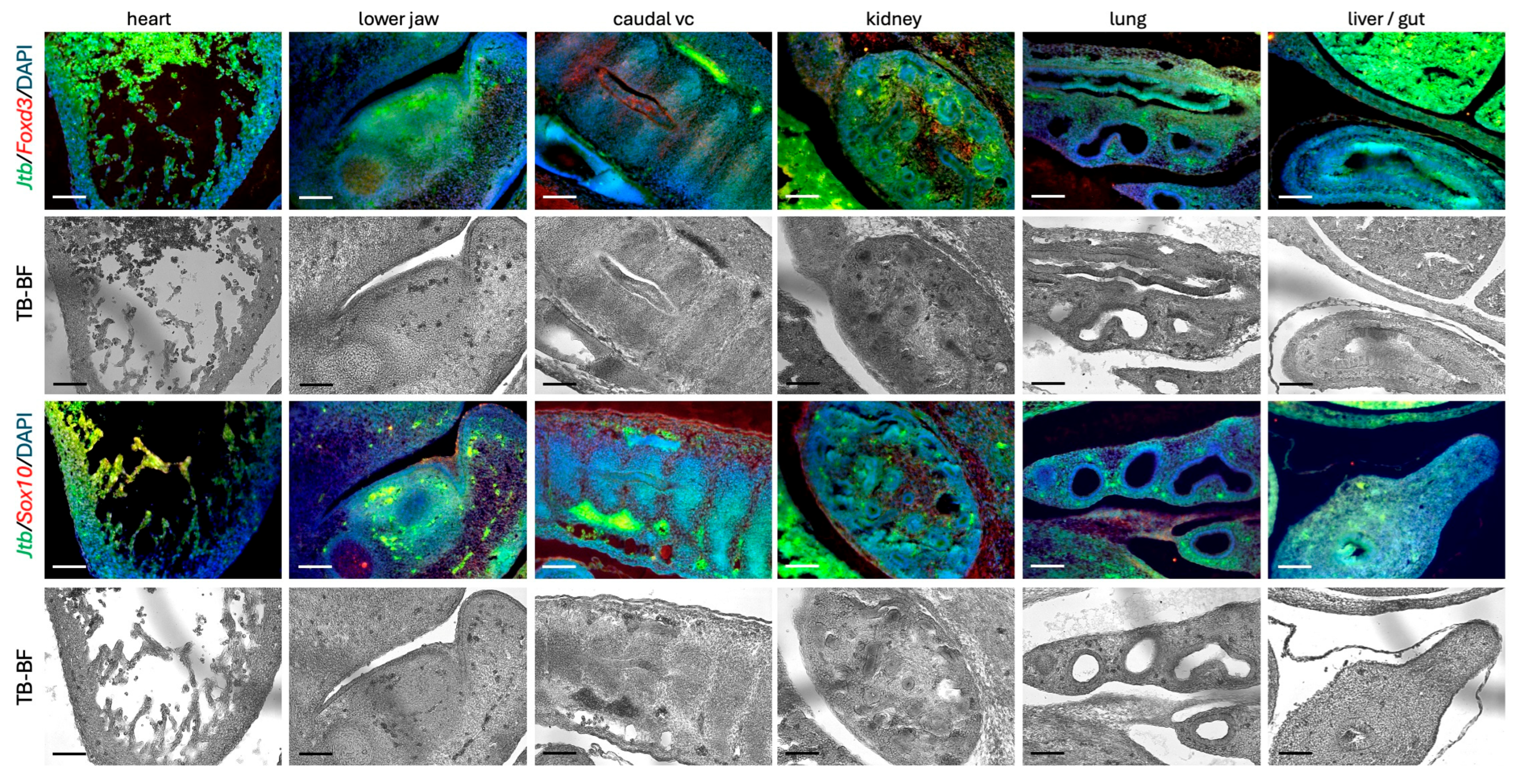 Ijms 26 09952 g006 Ijms 26 09952 g006