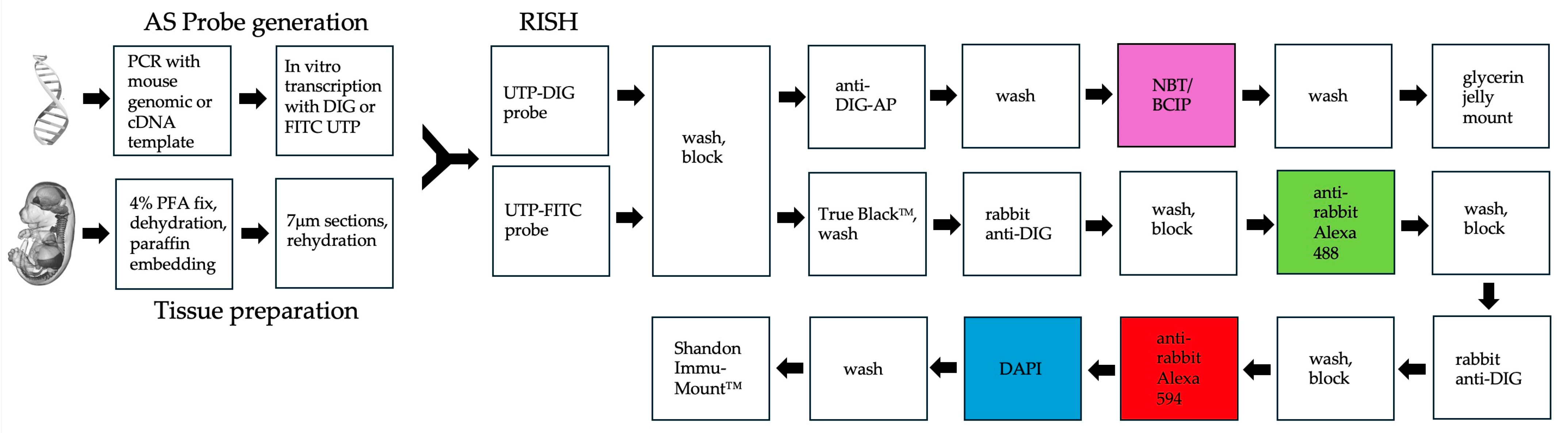 Ijms 26 09952 g008 Ijms 26 09952 g008