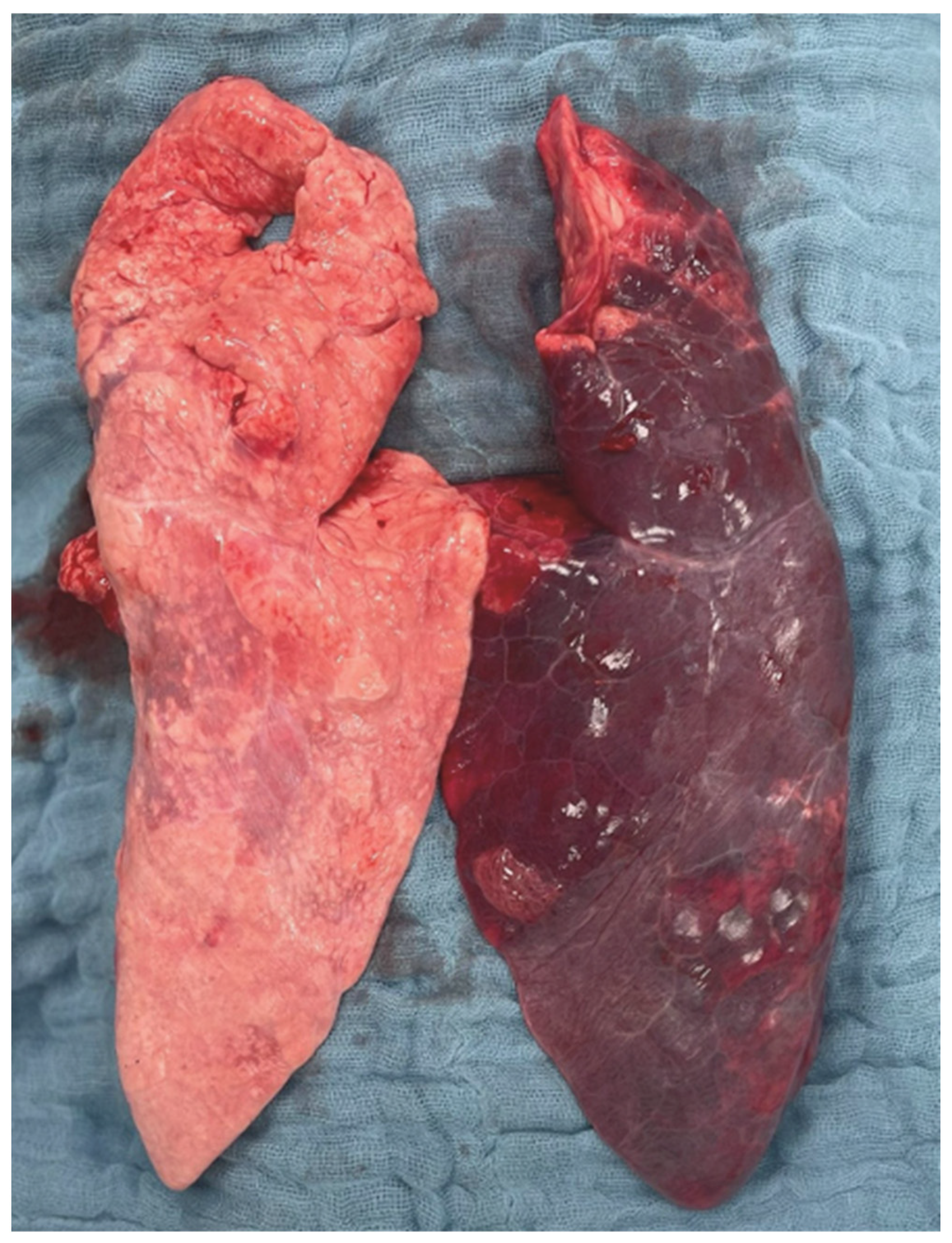 Ijms 26 09985 g005 Ijms 26 09985 g005