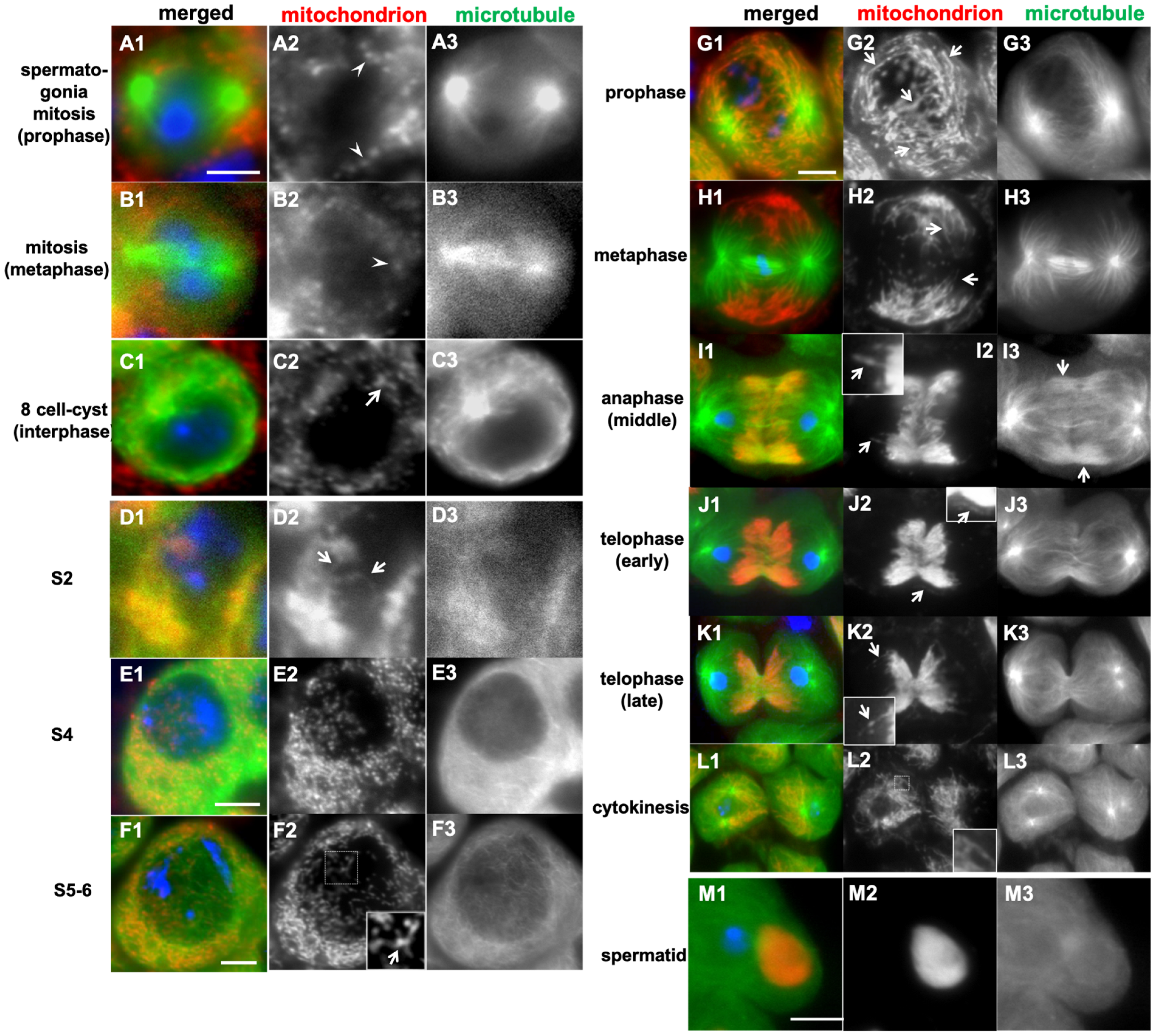 Ijms 26 09991 g001 Ijms 26 09991 g001