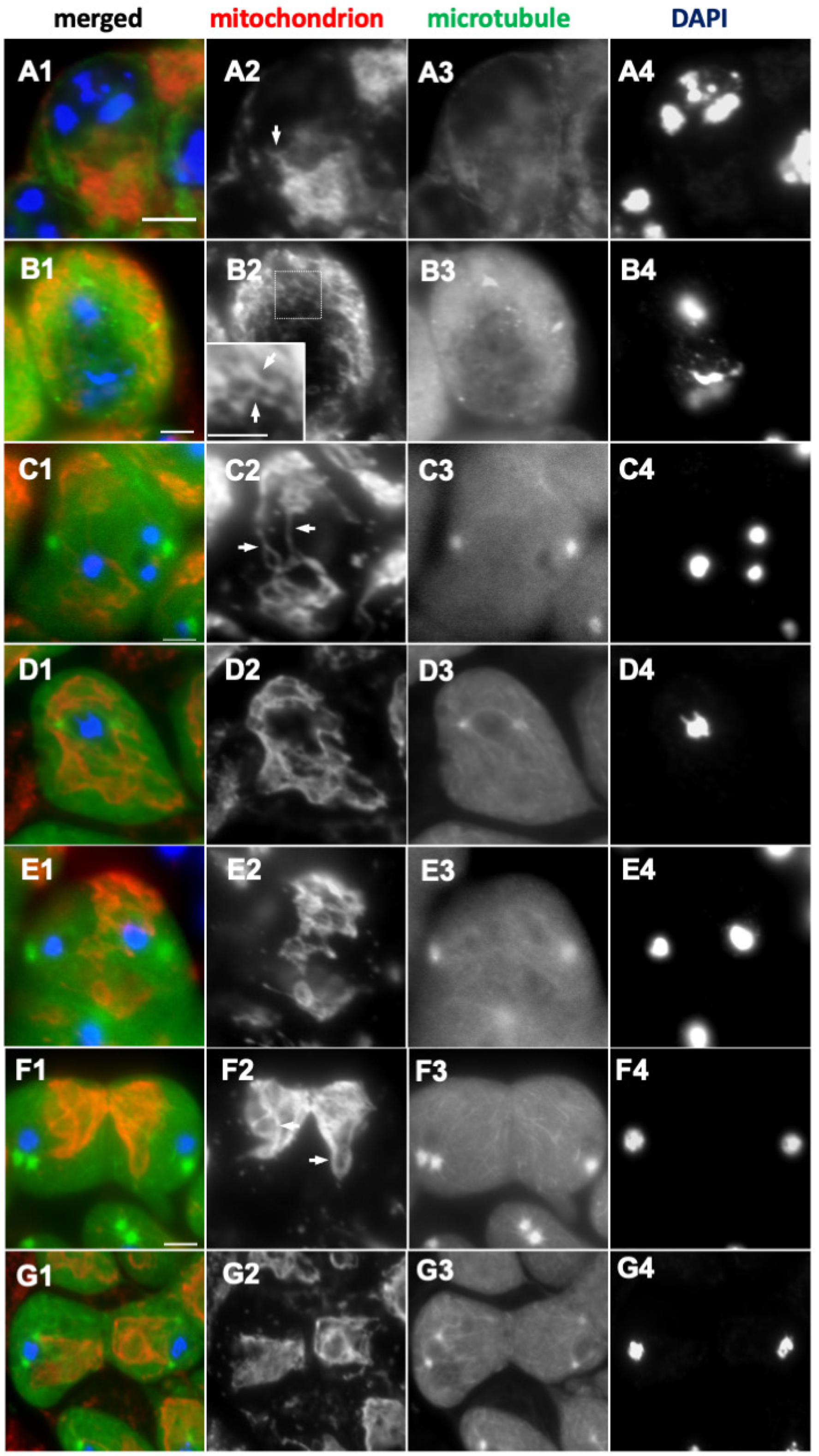 Ijms 26 09991 g002 Ijms 26 09991 g002