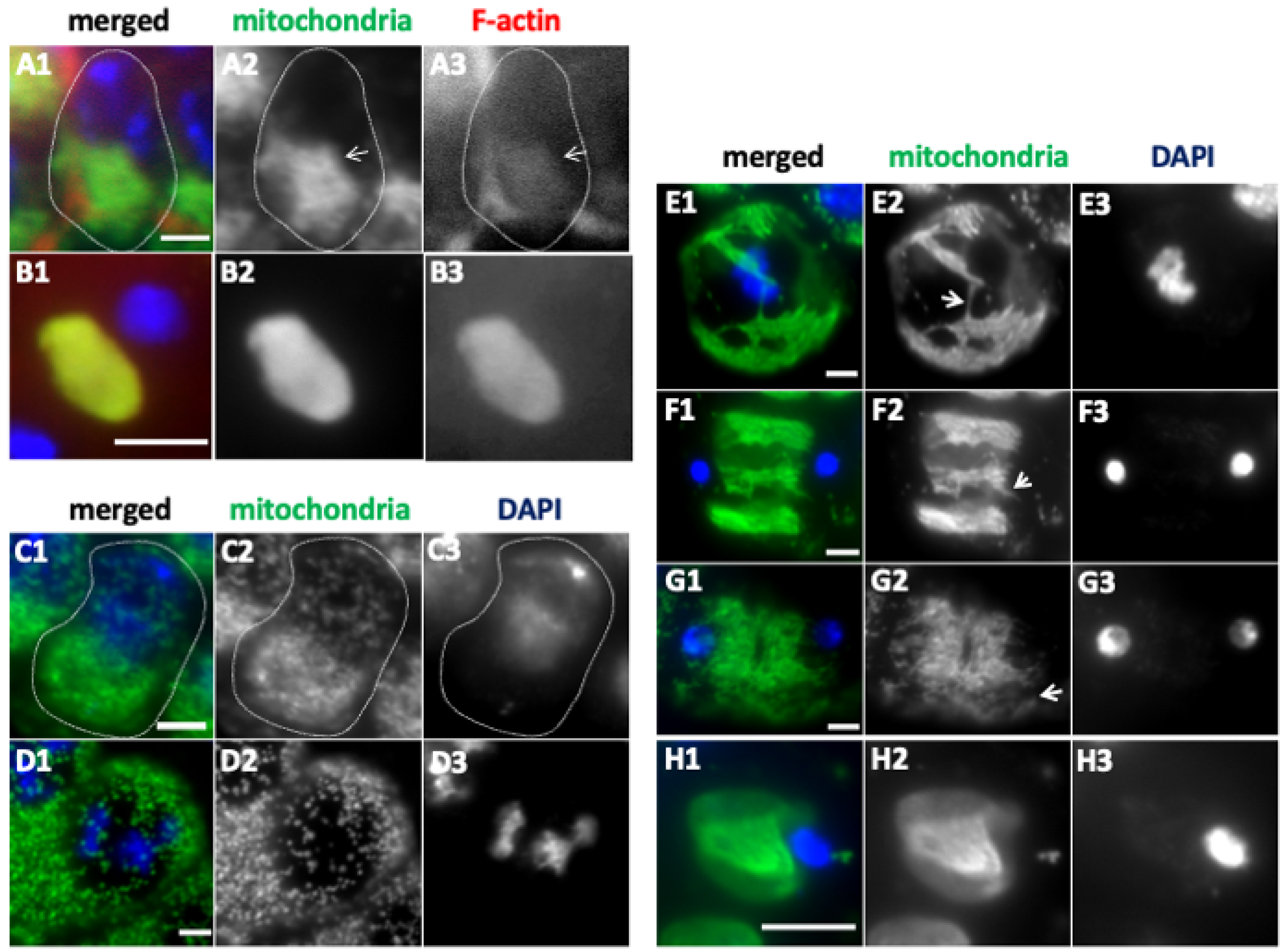 Ijms 26 09991 g003 Ijms 26 09991 g003