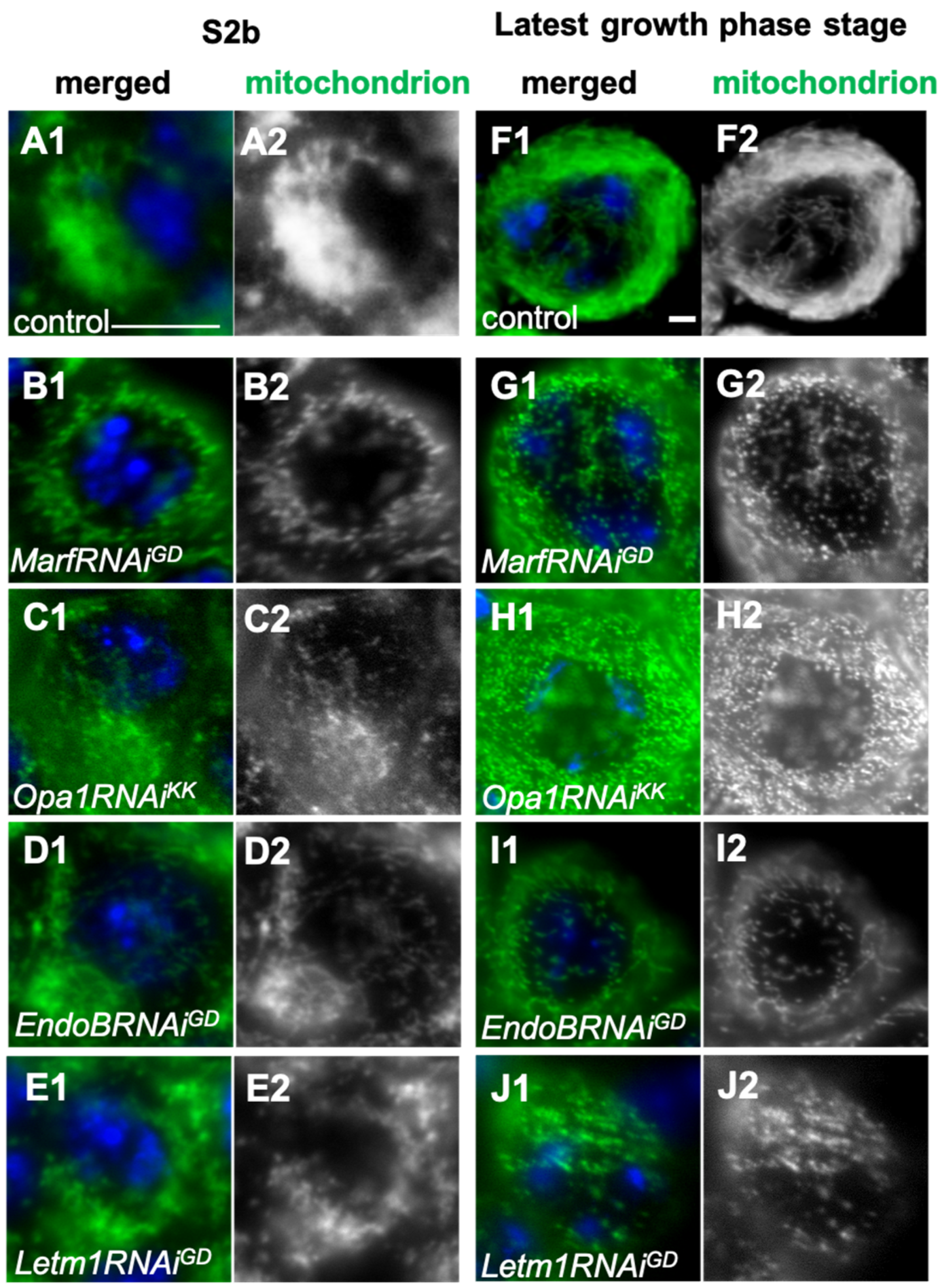 Ijms 26 09991 g004 Ijms 26 09991 g004